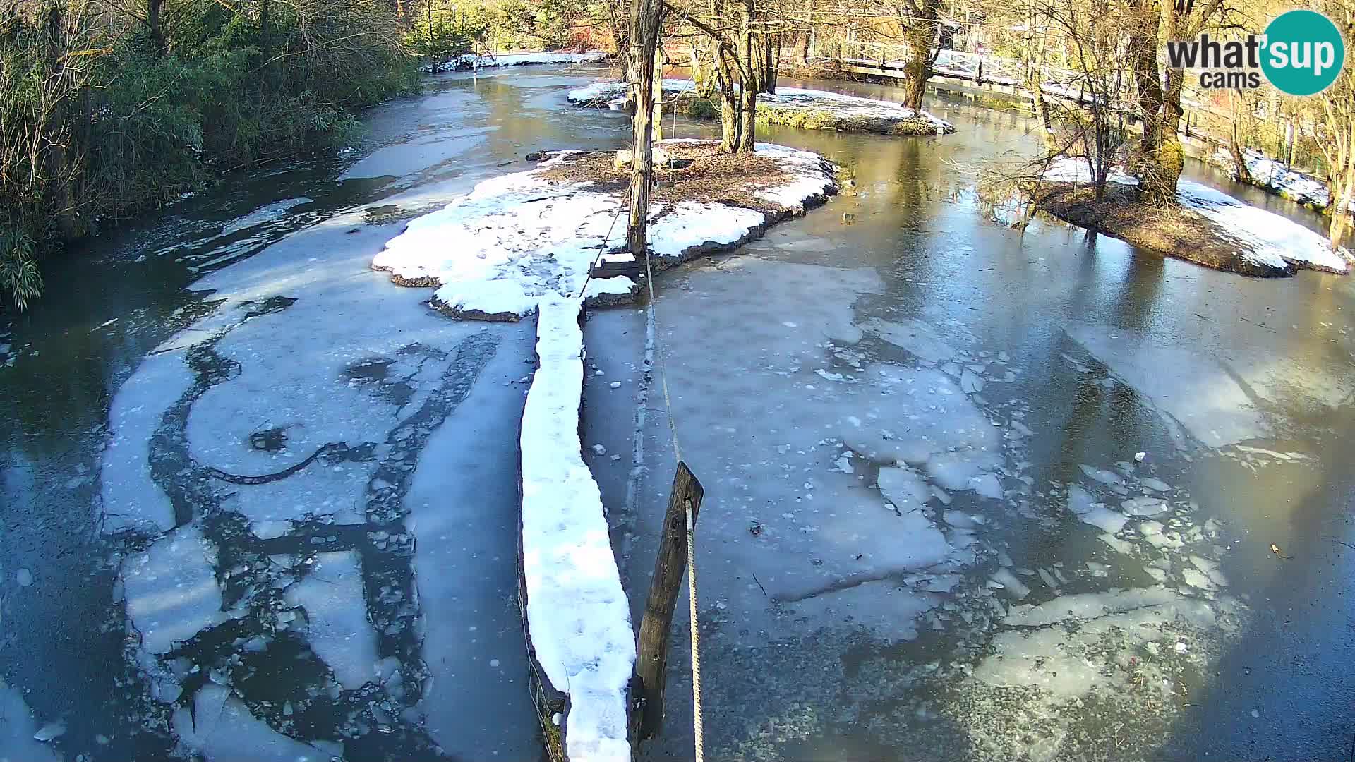 Lémur rufo blanco y negro – Ljubljana Zoo en vivo