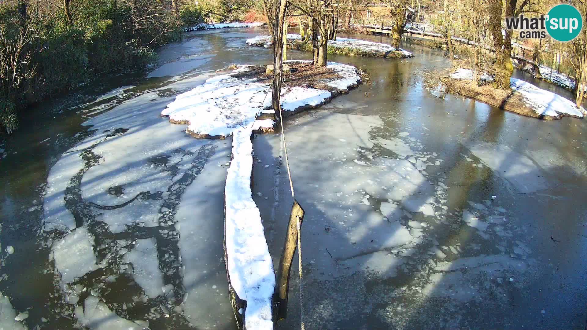 Vari bianconero Zoo Ljubljana webcam