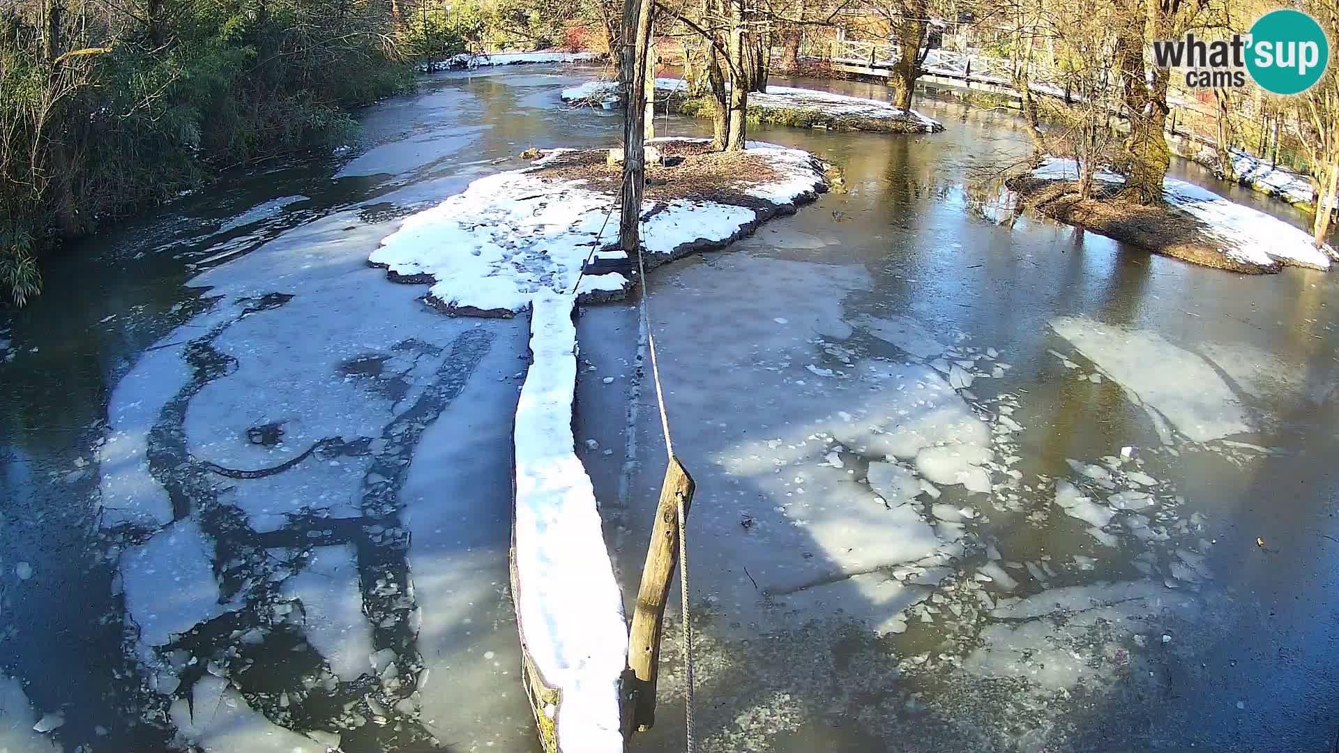 Vari bianconero Zoo Ljubljana webcam