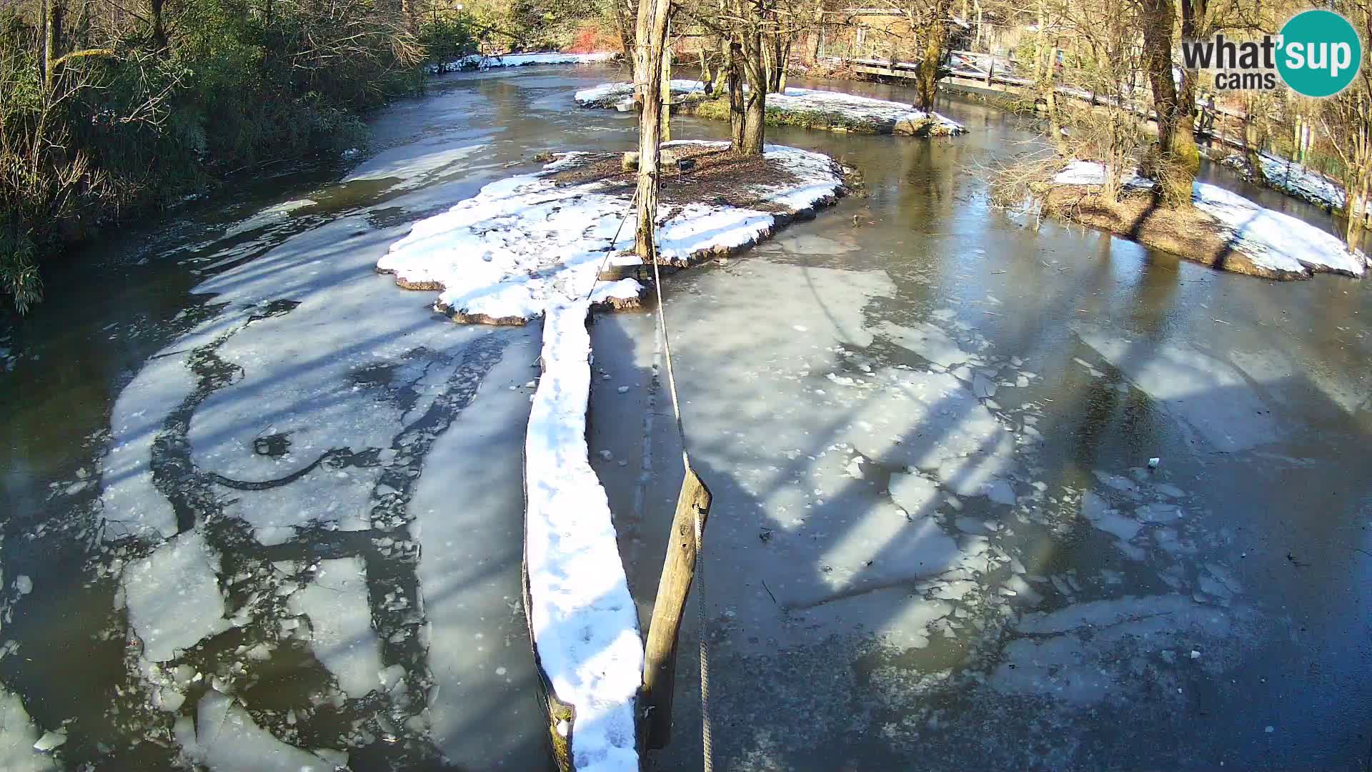 Schwarzweiße Vari Zoo Ljubljana webcam