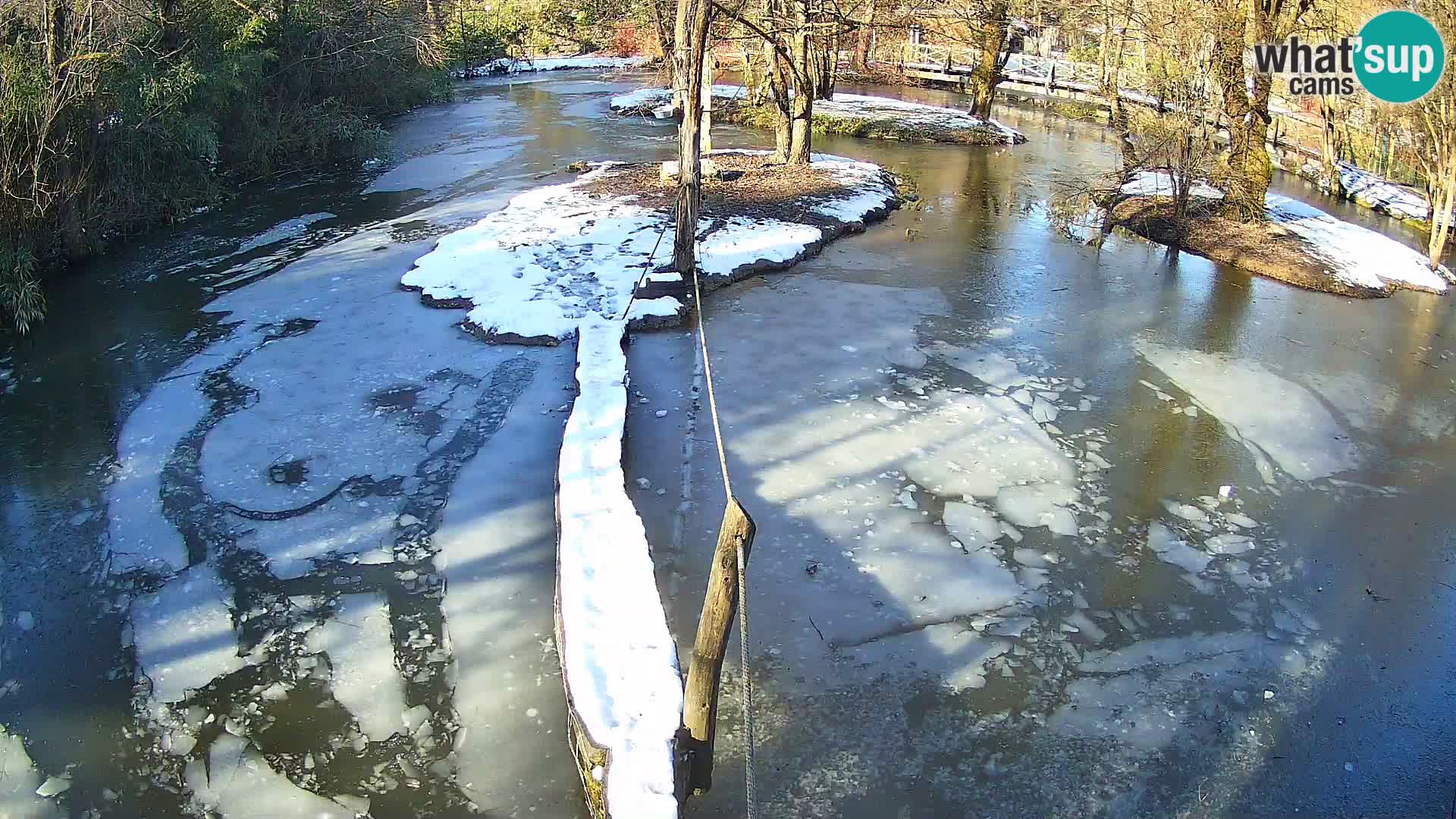 Vari bianconero Zoo Ljubljana webcam