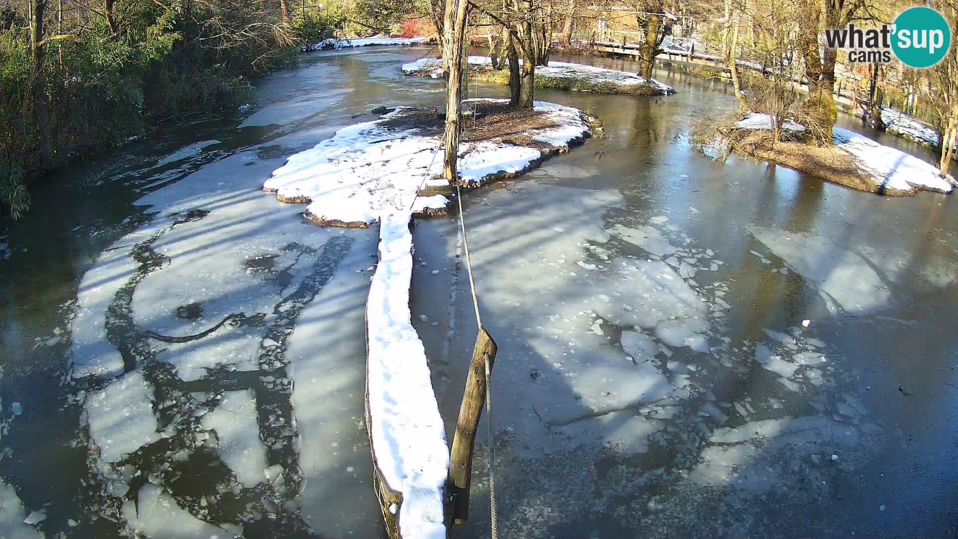 Vari bianconero Zoo Ljubljana webcam