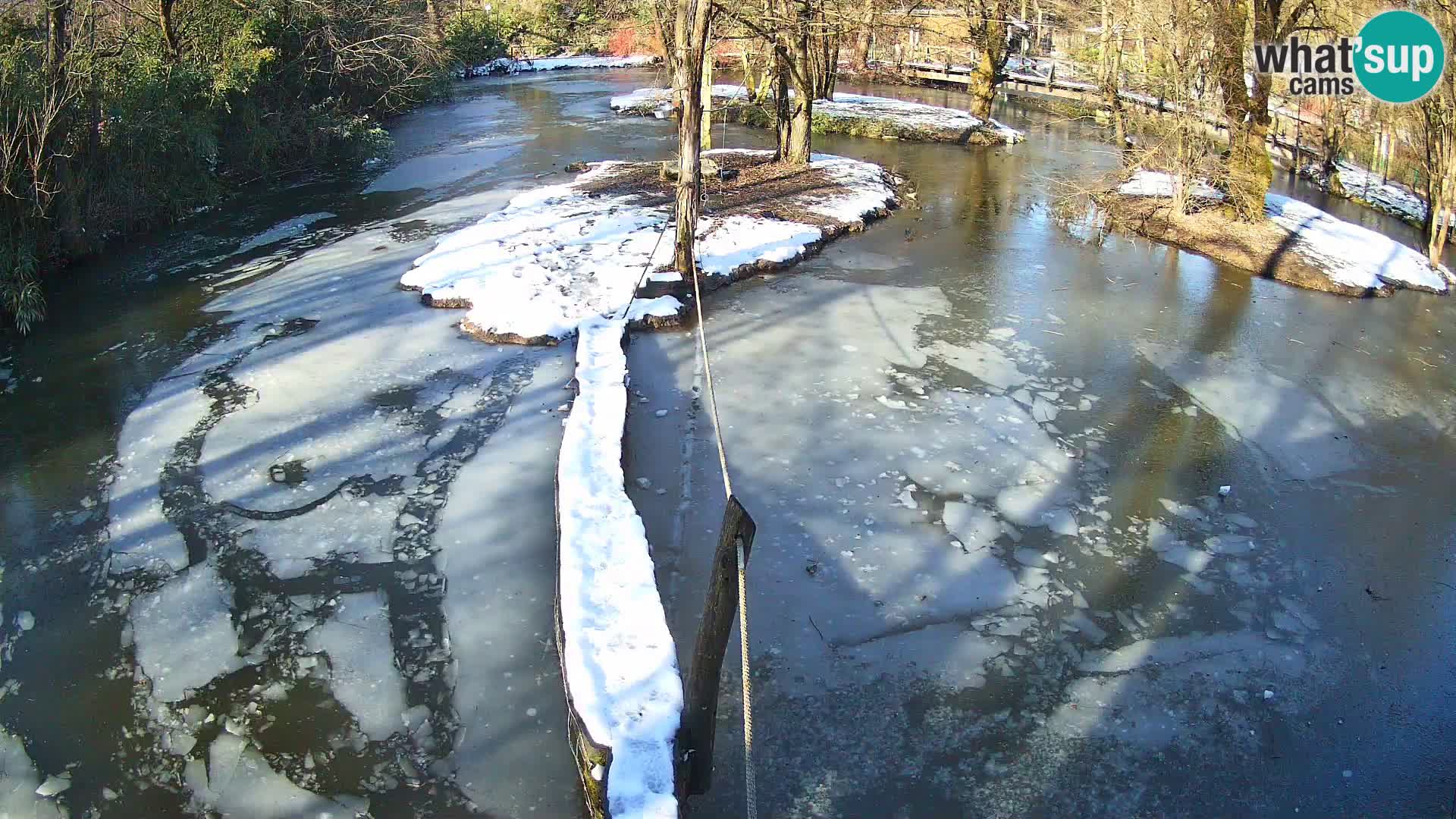 Schwarzweiße Vari Zoo Ljubljana webcam