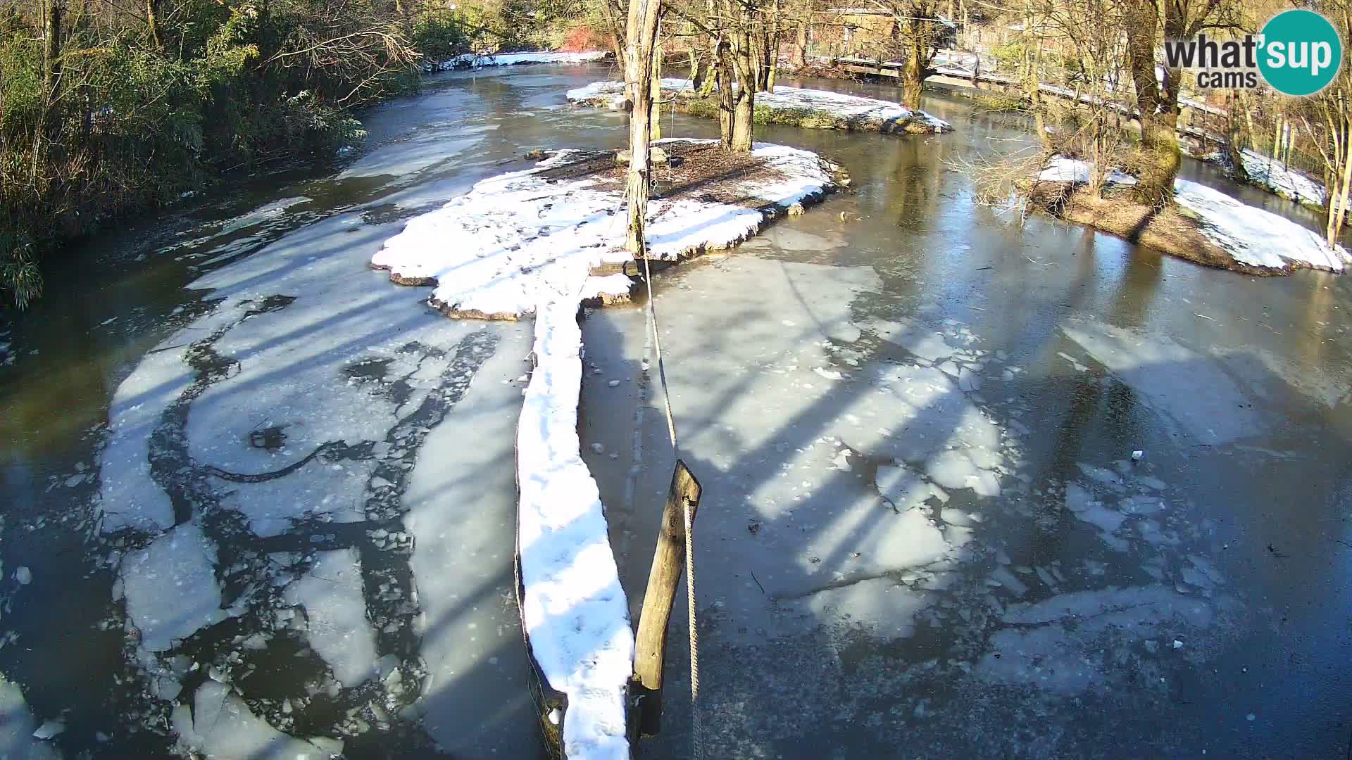 Schwarzweiße Vari Zoo Ljubljana webcam