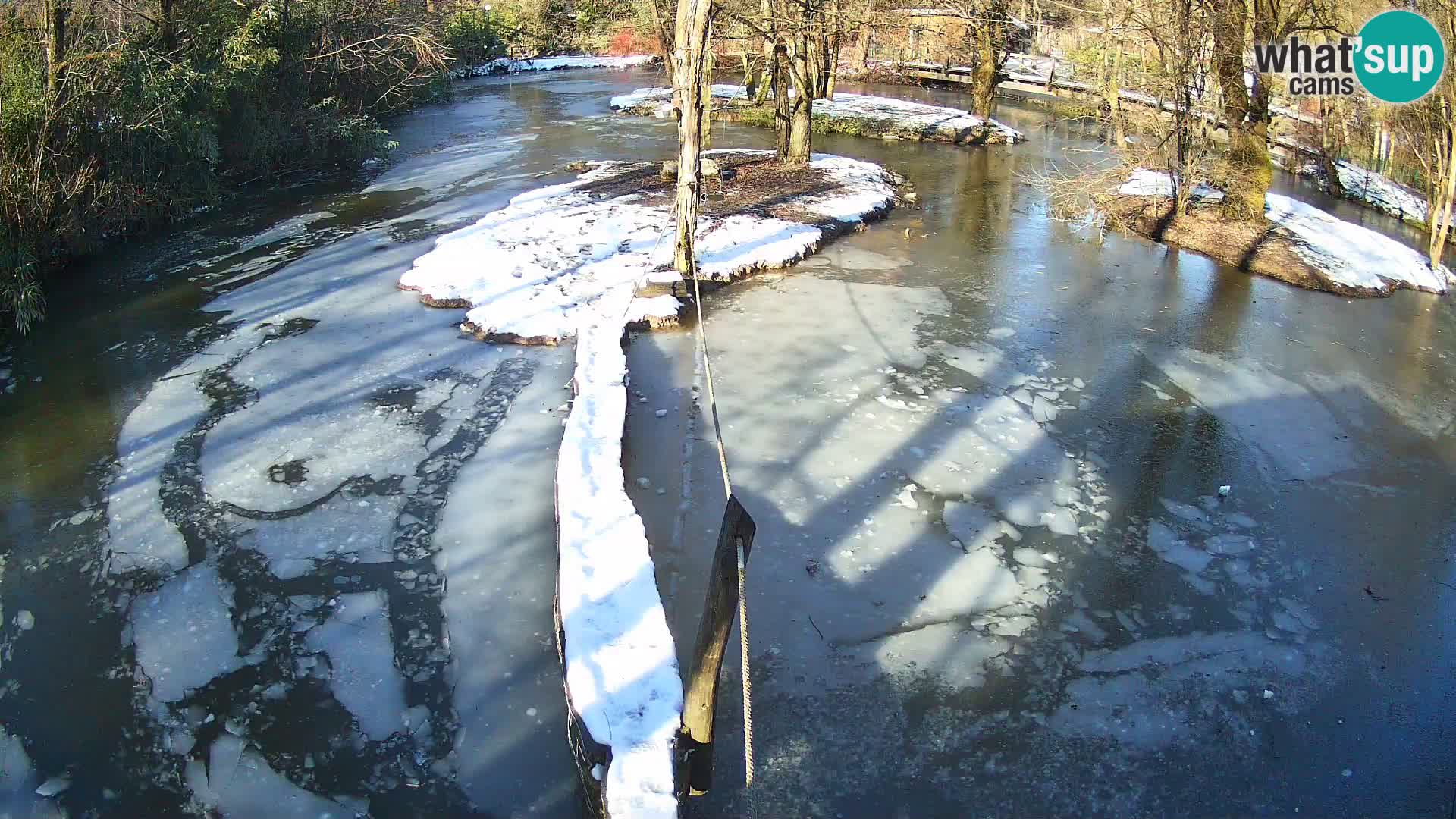 Vari bianconero Zoo Ljubljana webcam