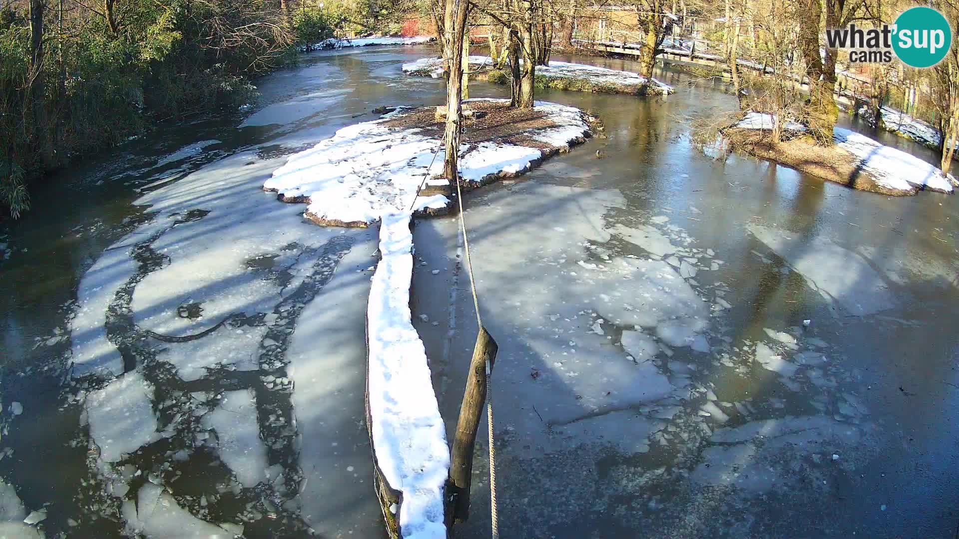 Vari bianconero Zoo Ljubljana webcam