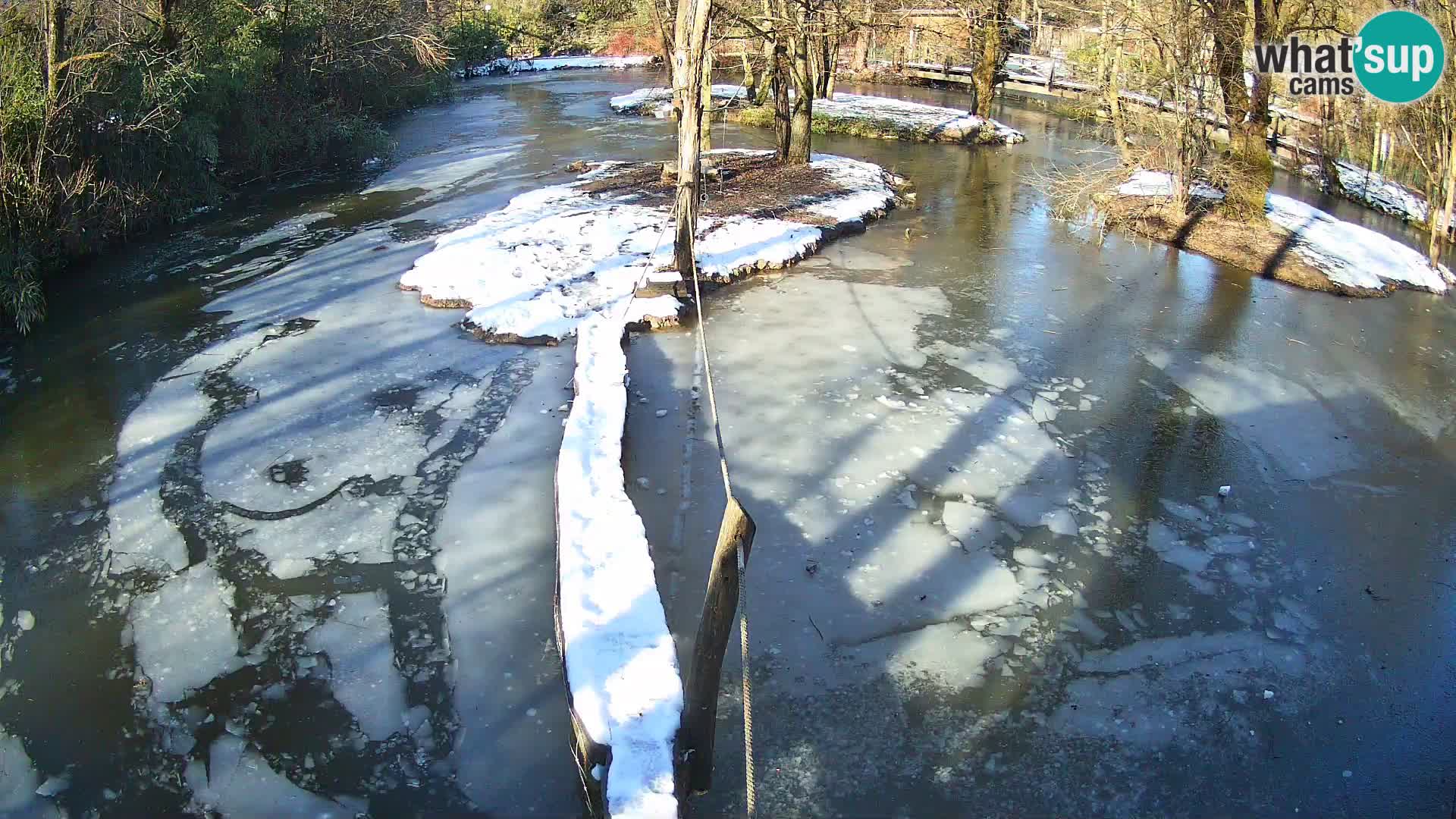 Vari bianconero Zoo Ljubljana webcam