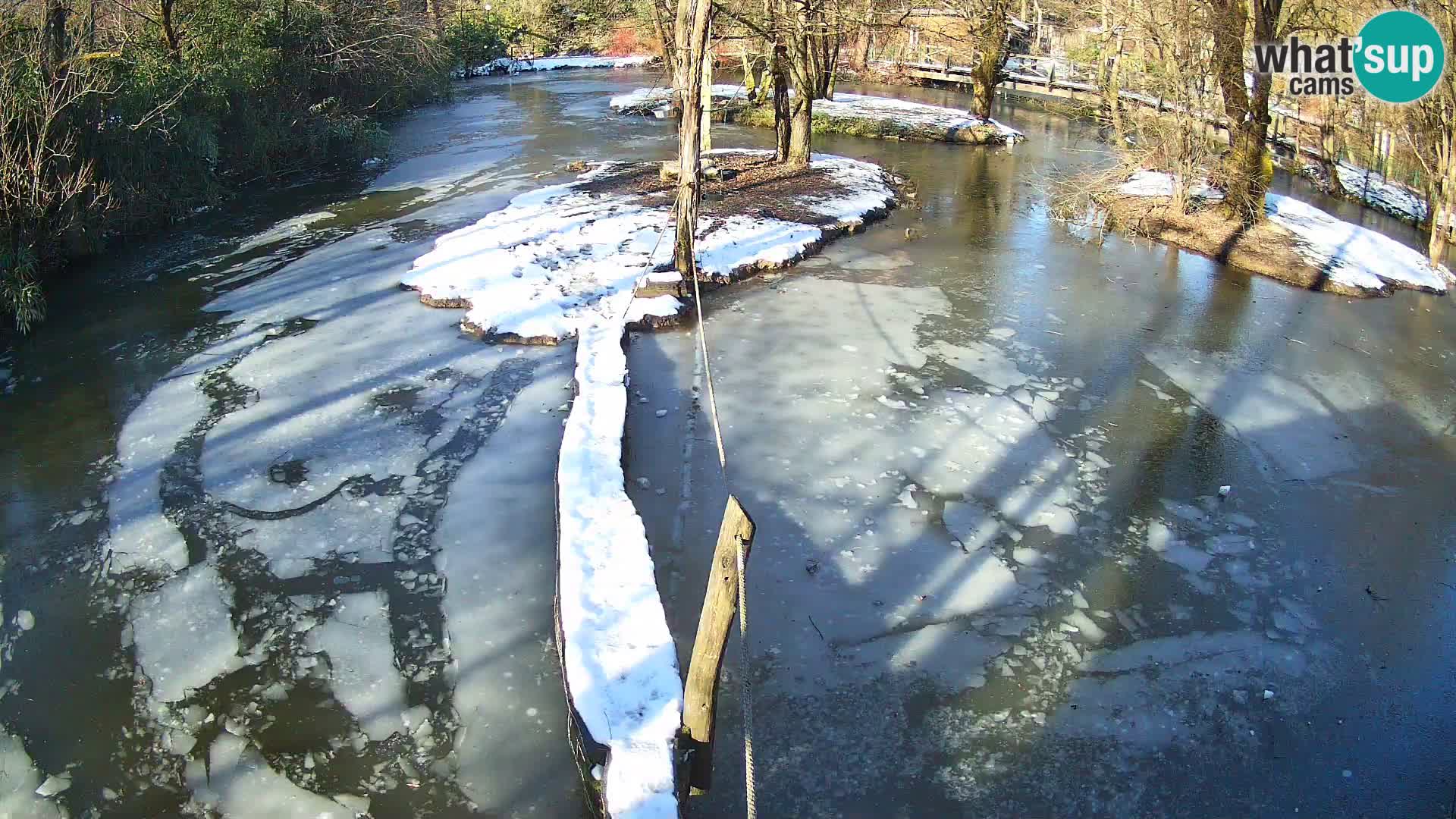 Vari bianconero Zoo Ljubljana webcam