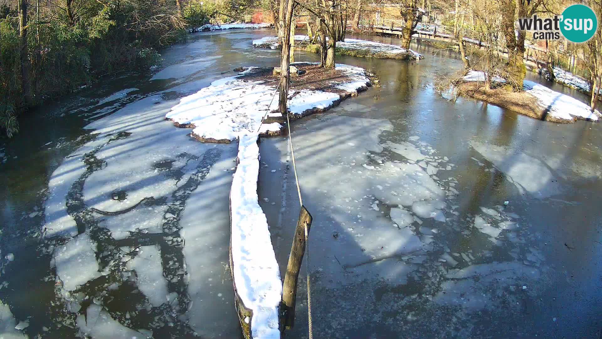 Schwarzweiße Vari Zoo Ljubljana webcam