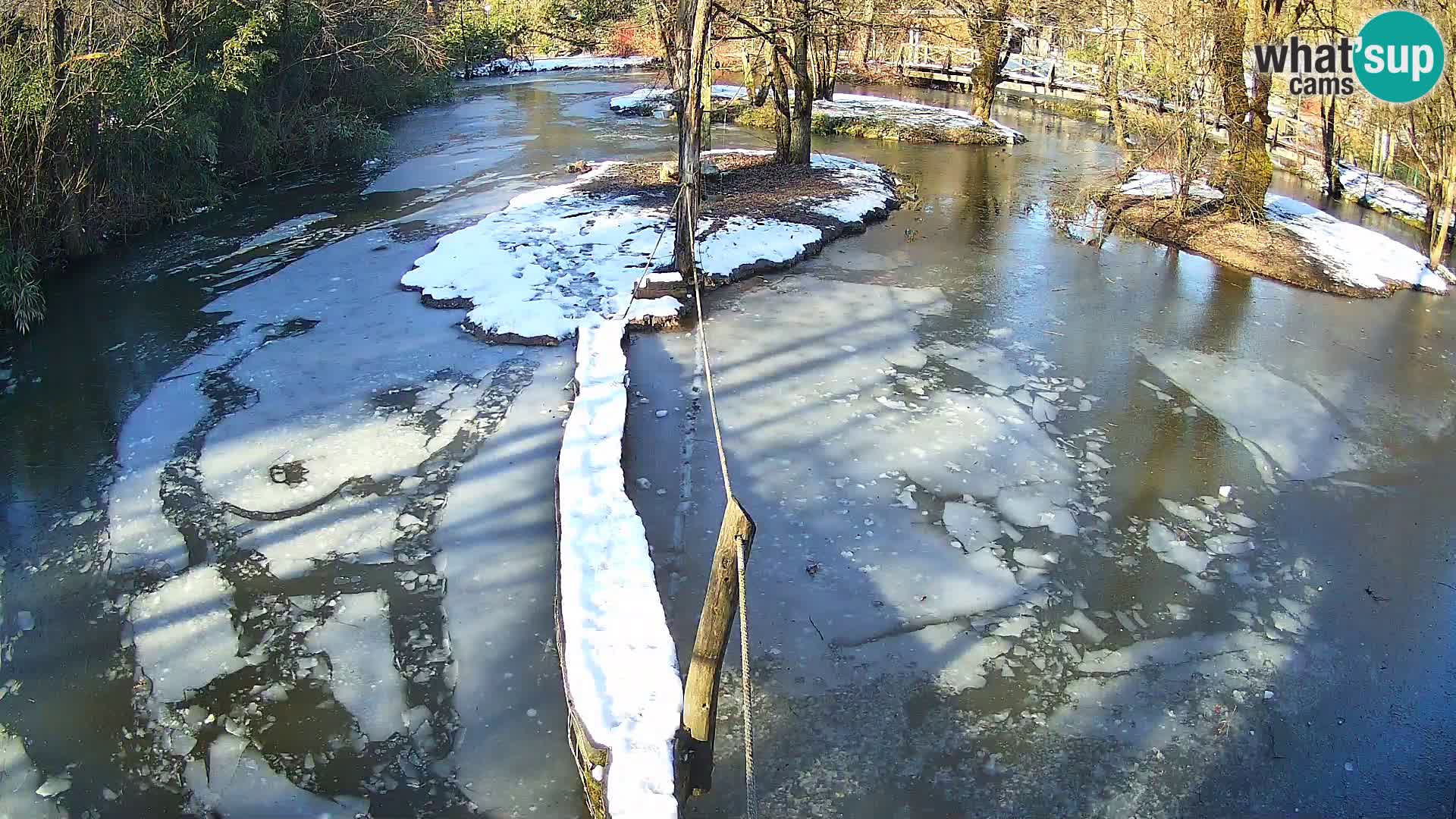 Vari bianconero Zoo Ljubljana webcam