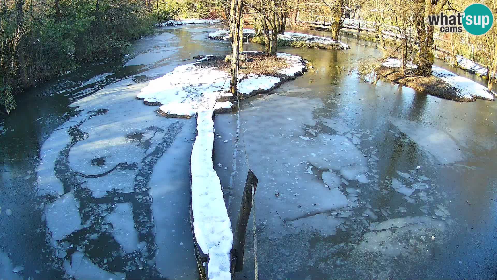 Lémur rufo blanco y negro – Ljubljana Zoo en vivo