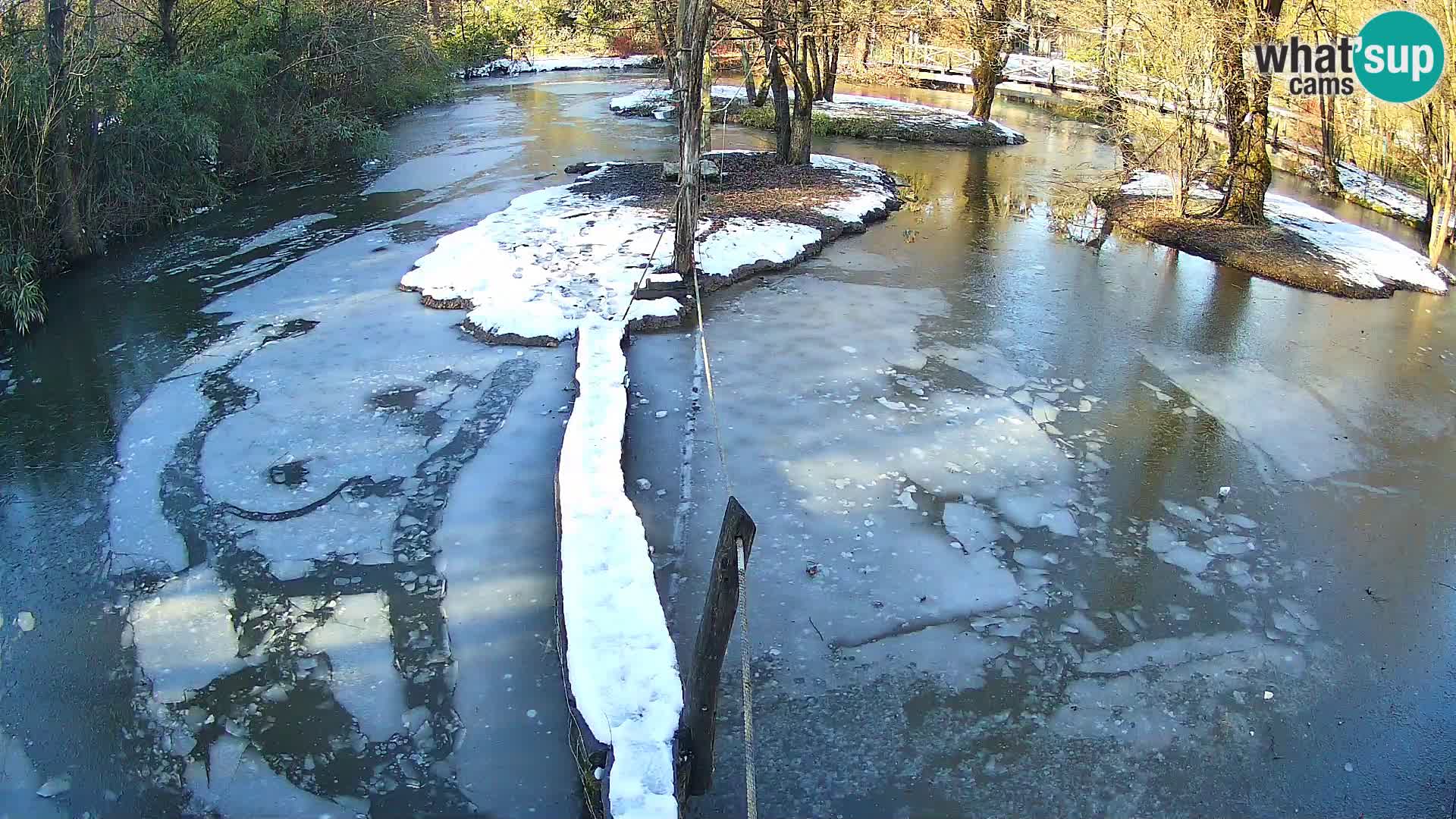 Vari bianconero Zoo Ljubljana webcam