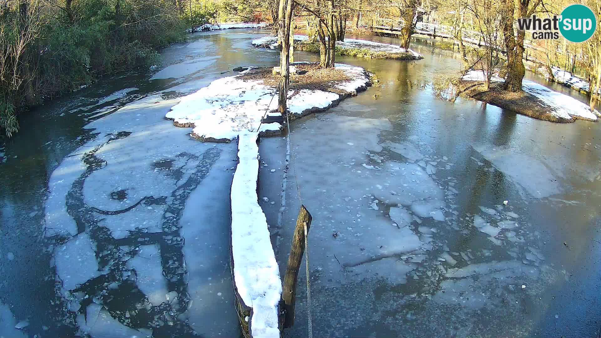 Vari bianconero Zoo Ljubljana webcam