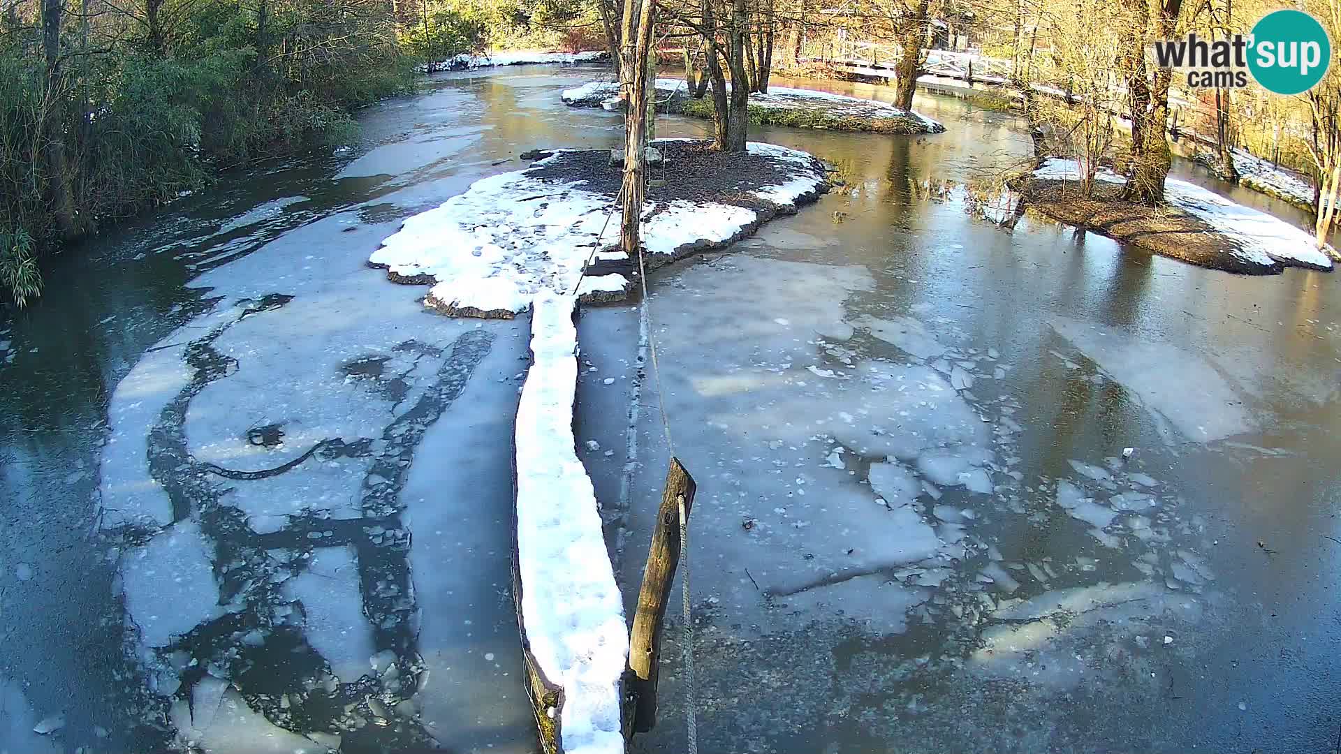 Vari bianconero Zoo Ljubljana webcam