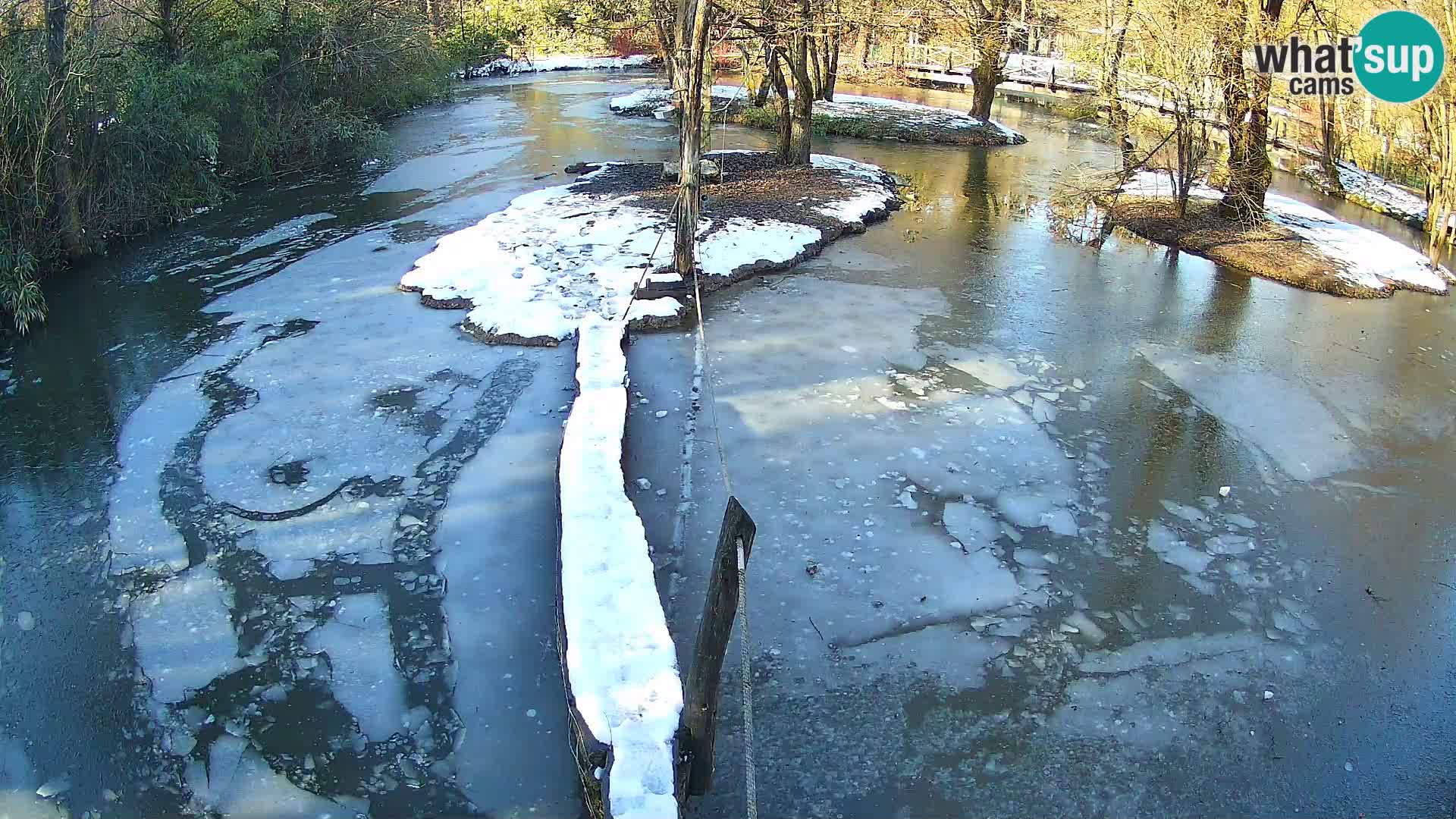 Vari noir et blanc – Ljubljana ZOO  livecam