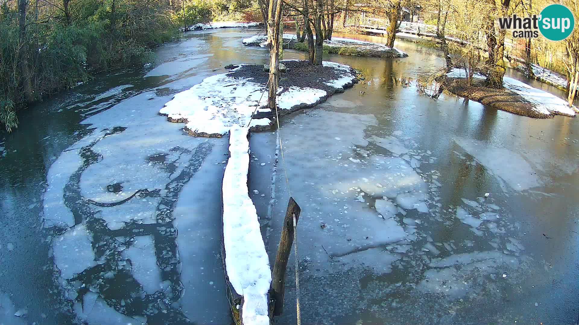 Schwarzweiße Vari Zoo Ljubljana webcam