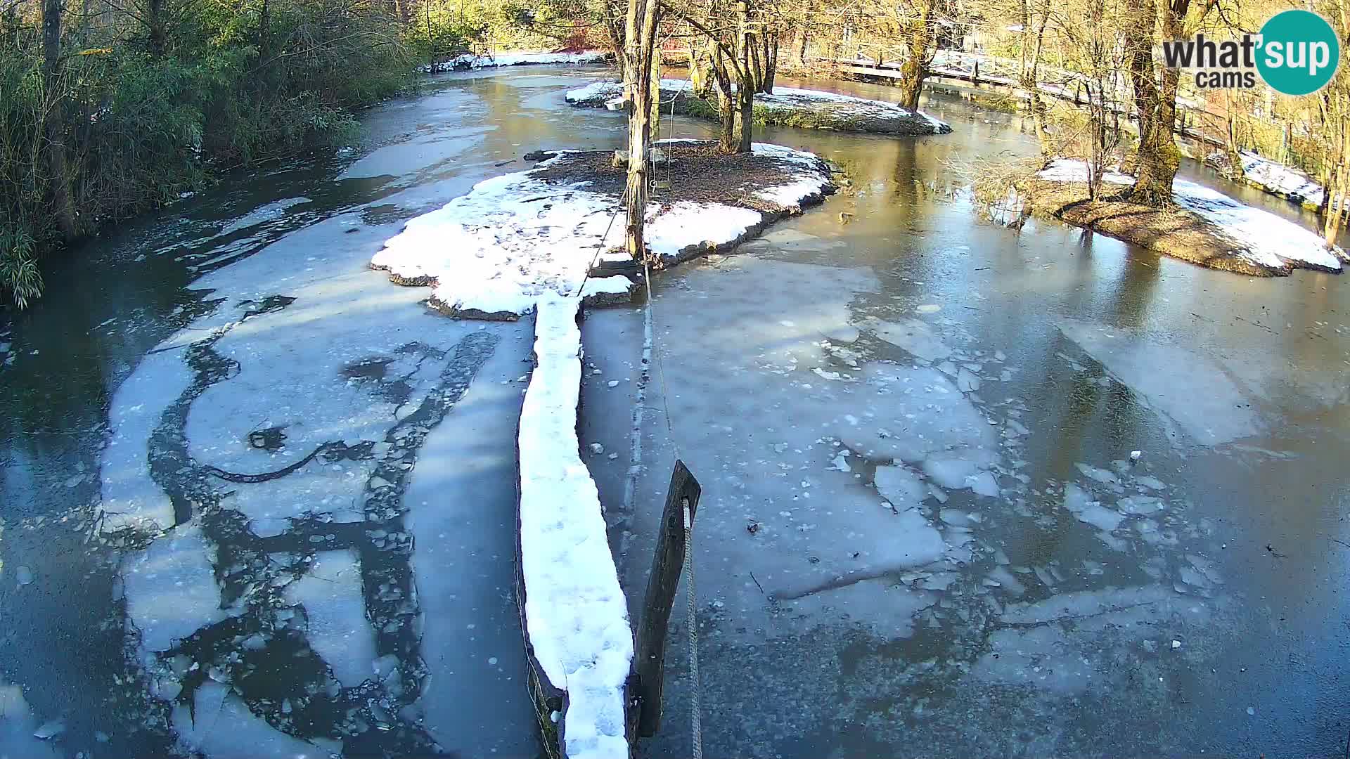 Navadni vari v živo – Ljubljana živalski vrt