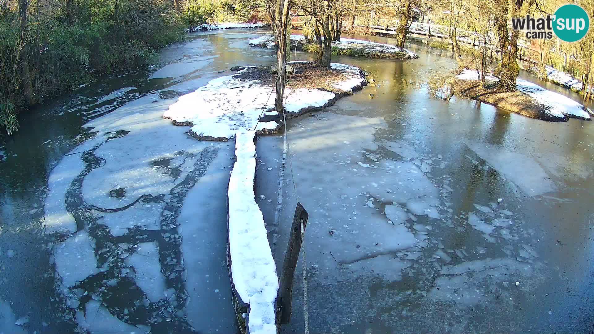 Schwarzweiße Vari Zoo Ljubljana webcam