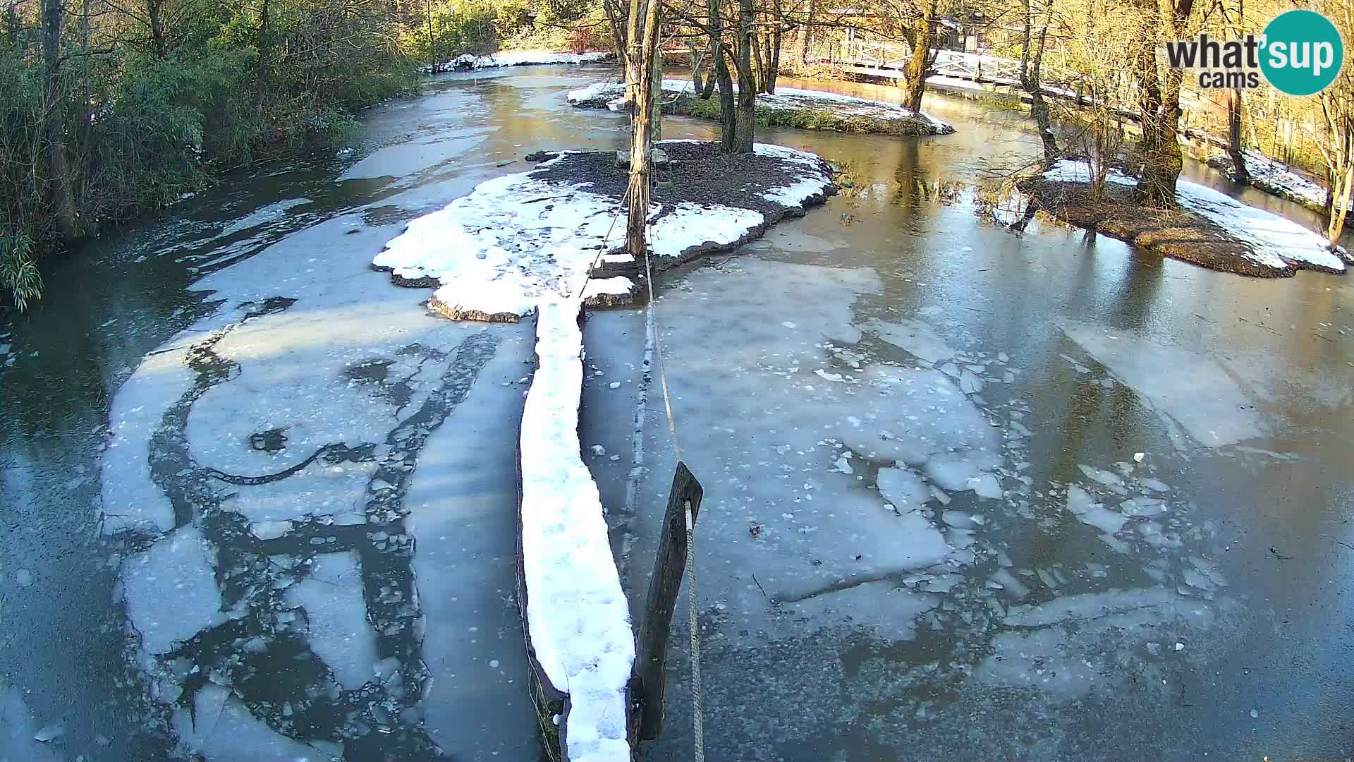 Navadni vari v živo – Ljubljana živalski vrt