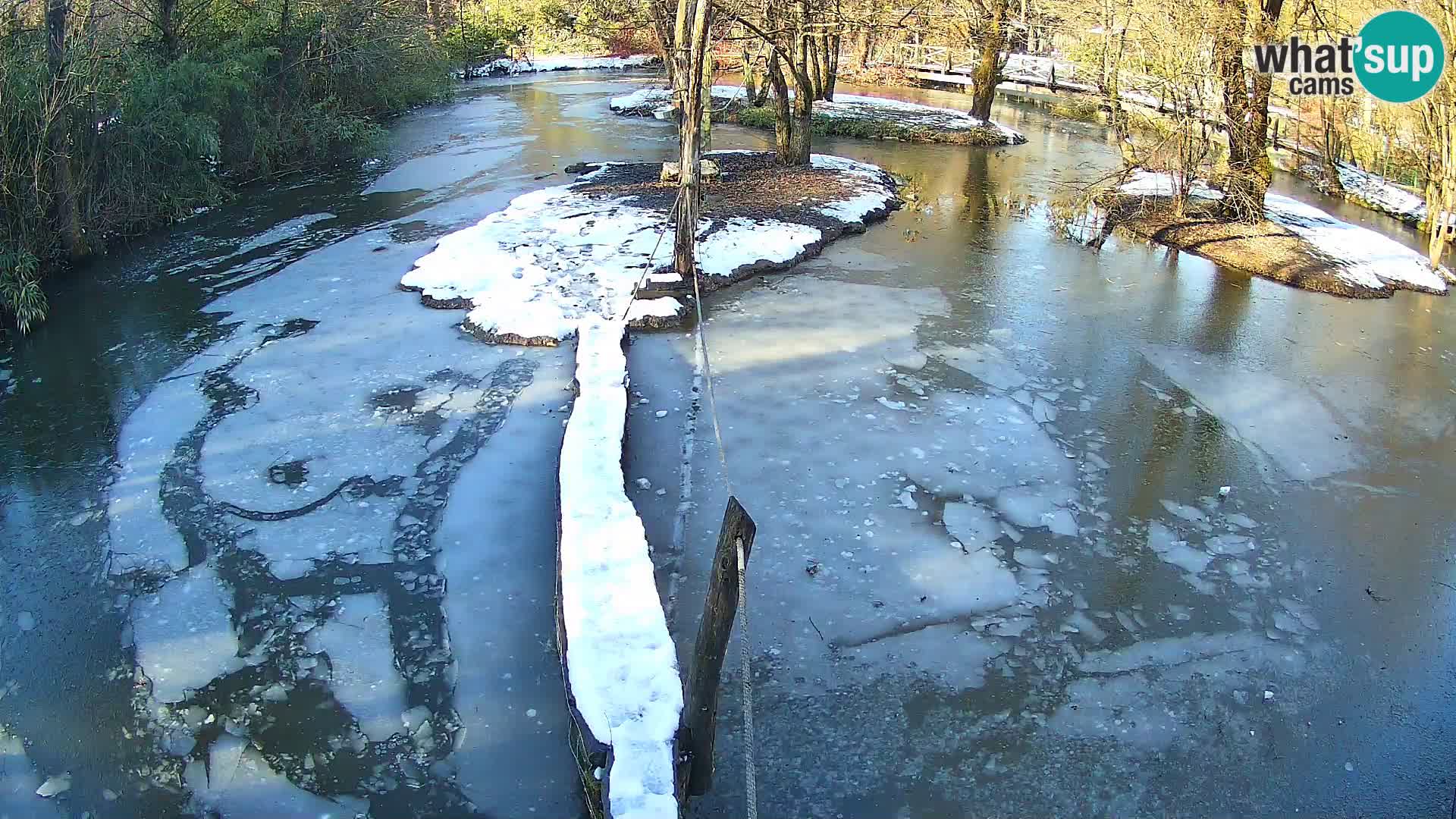 Schwarzweiße Vari Zoo Ljubljana webcam