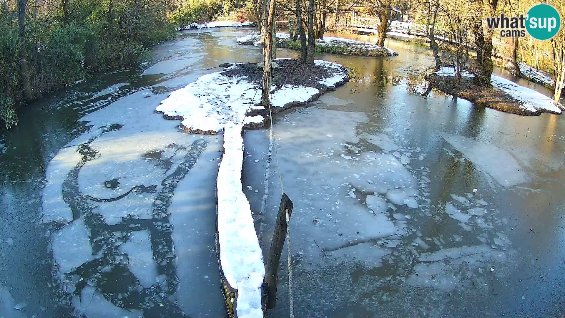 Vari noir et blanc – Ljubljana ZOO  livecam