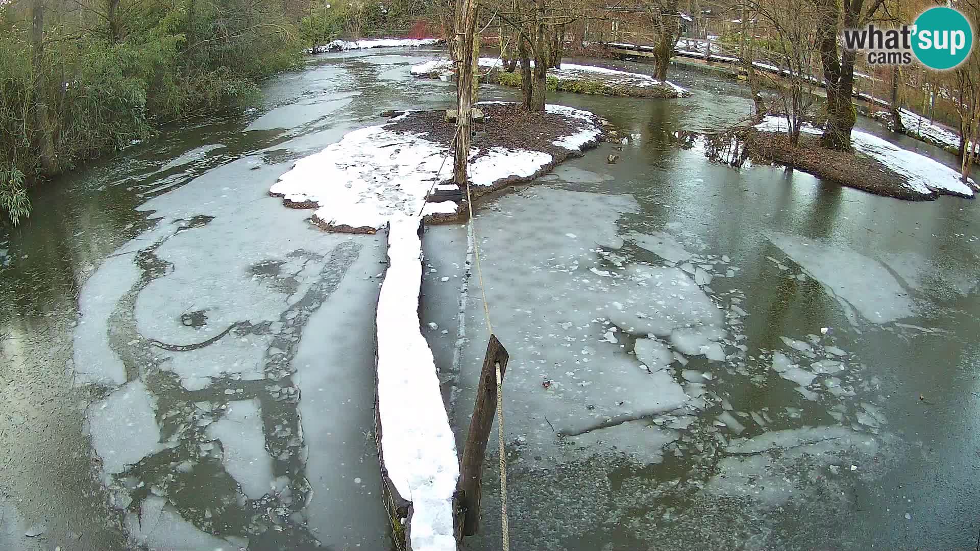 Navadni vari v živo – Ljubljana živalski vrt