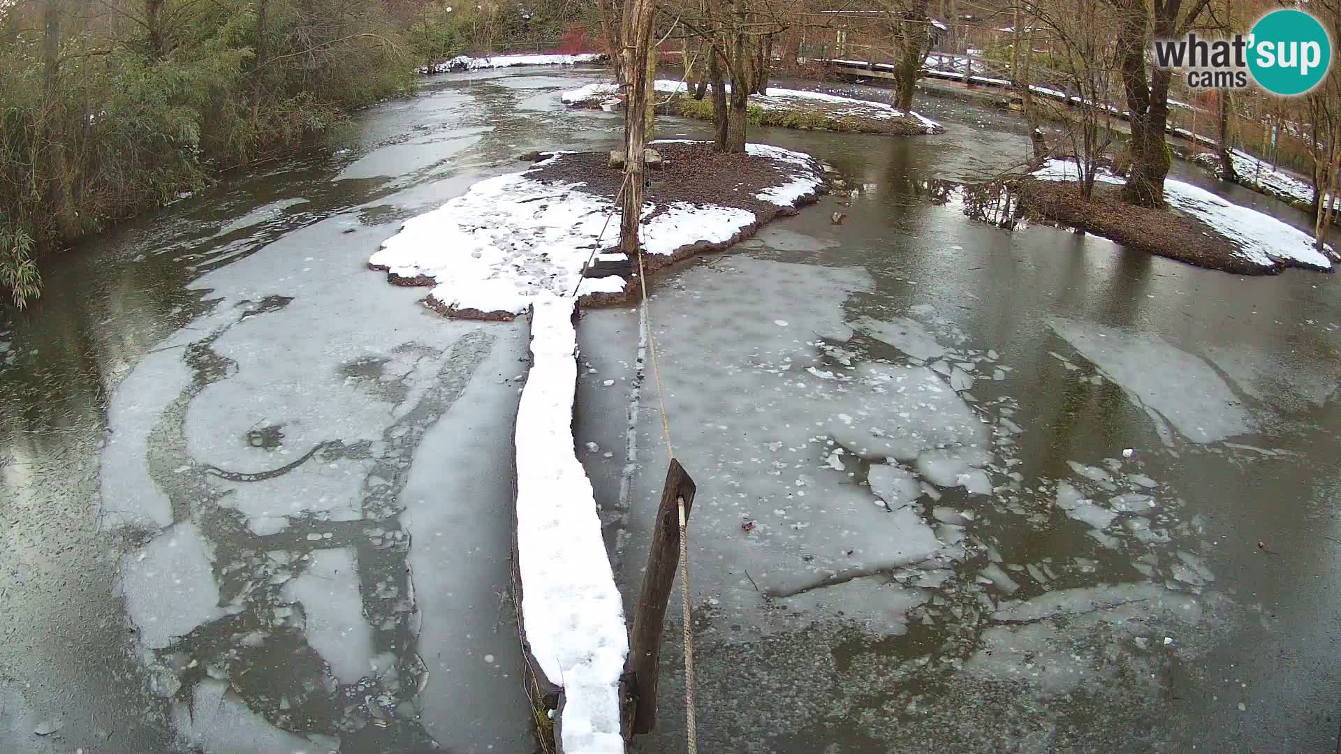 Lémur rufo blanco y negro – Ljubljana Zoo en vivo