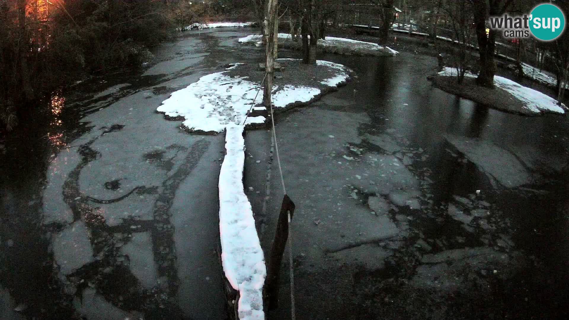 Vari noir et blanc – Ljubljana ZOO  livecam