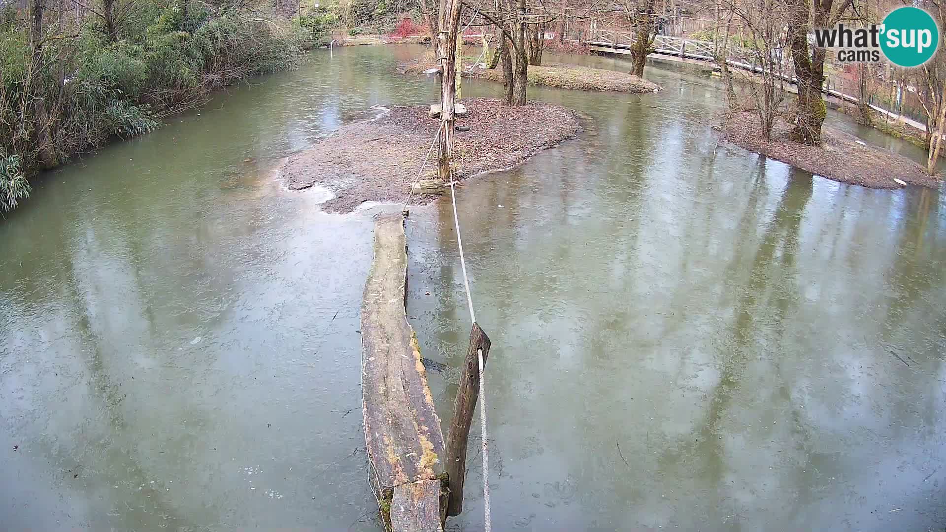 Vari noir et blanc – Ljubljana ZOO  livecam