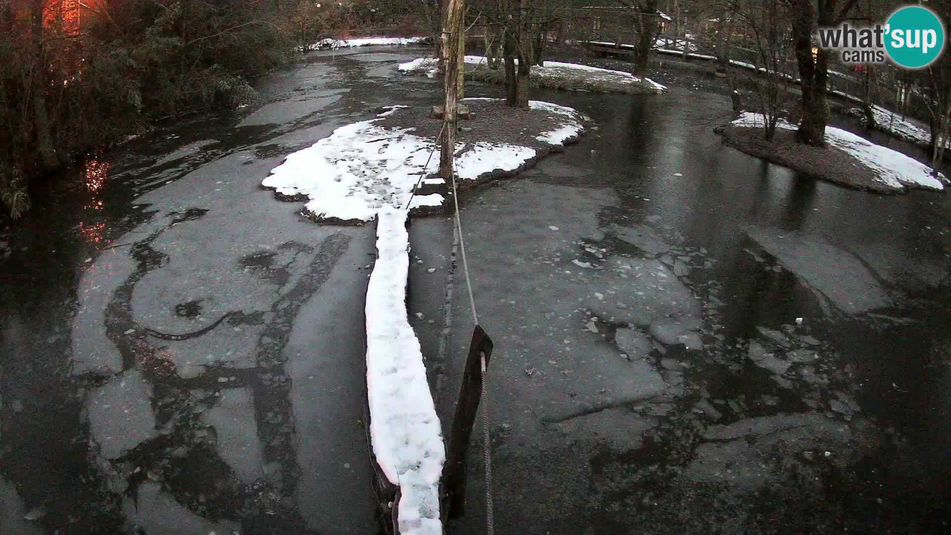 Navadni vari u živo – Ljubljana zoo