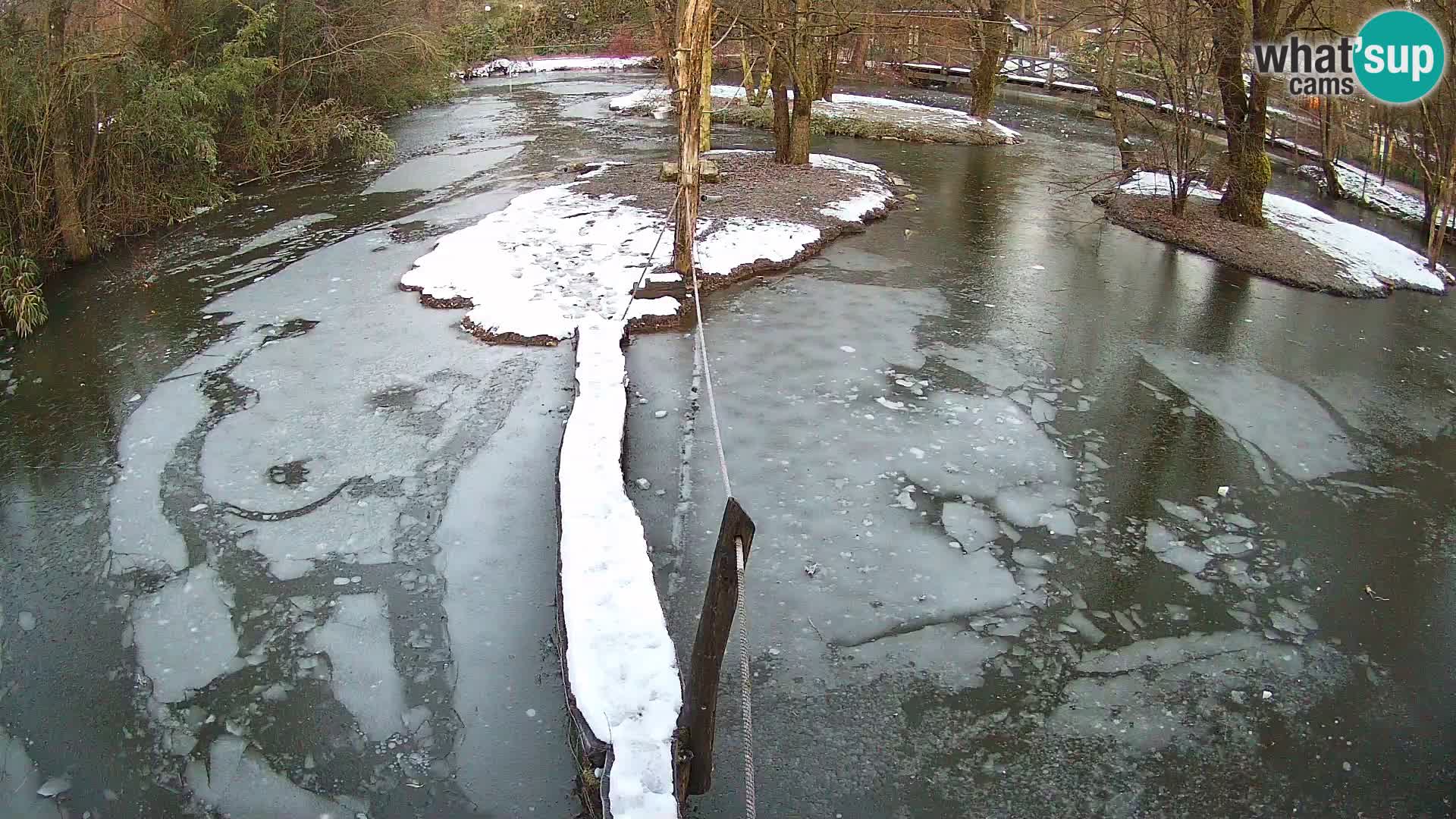 Lémur rufo blanco y negro – Ljubljana Zoo en vivo