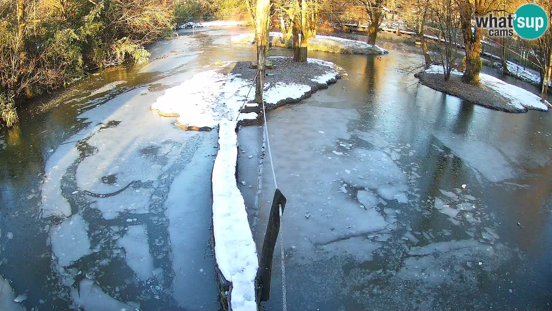 Vari noir et blanc – Ljubljana ZOO  livecam