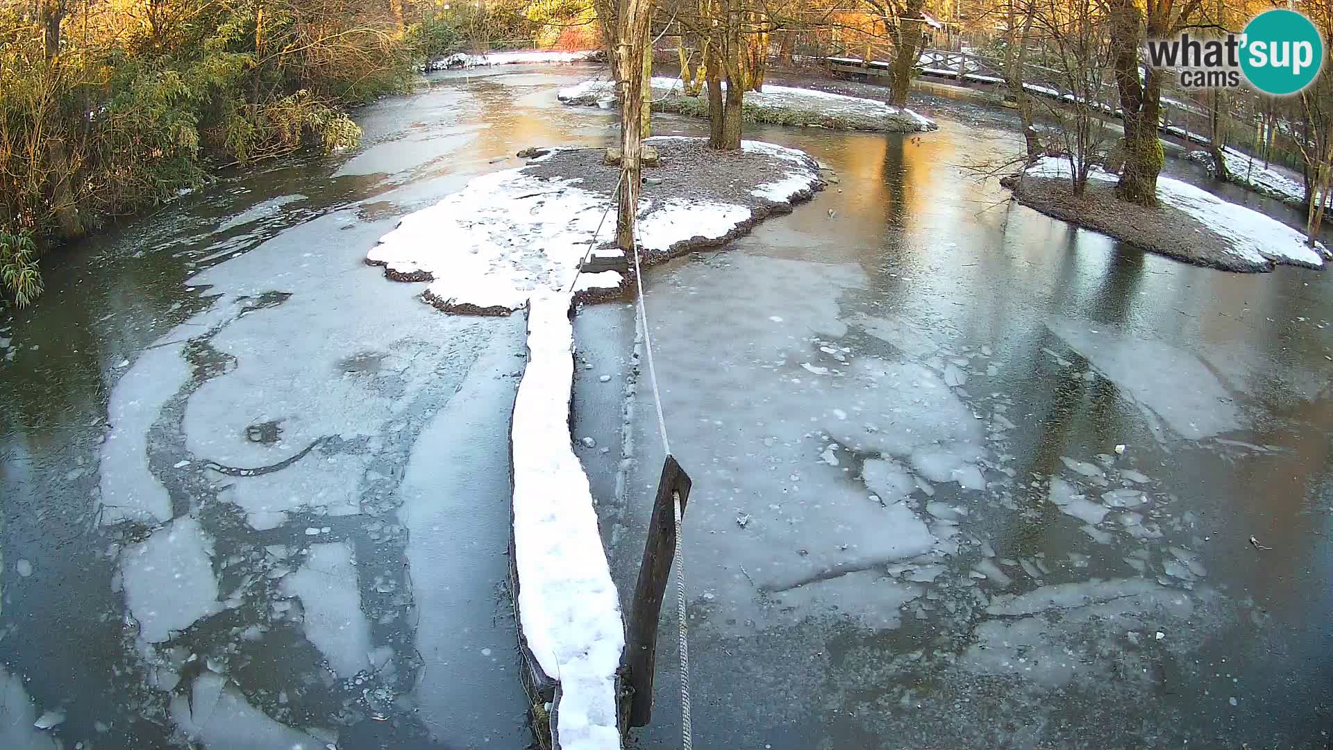 Vari noir et blanc – Ljubljana ZOO  livecam