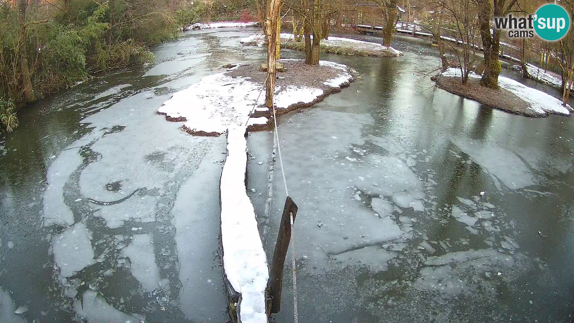 Vari noir et blanc – Ljubljana ZOO  livecam