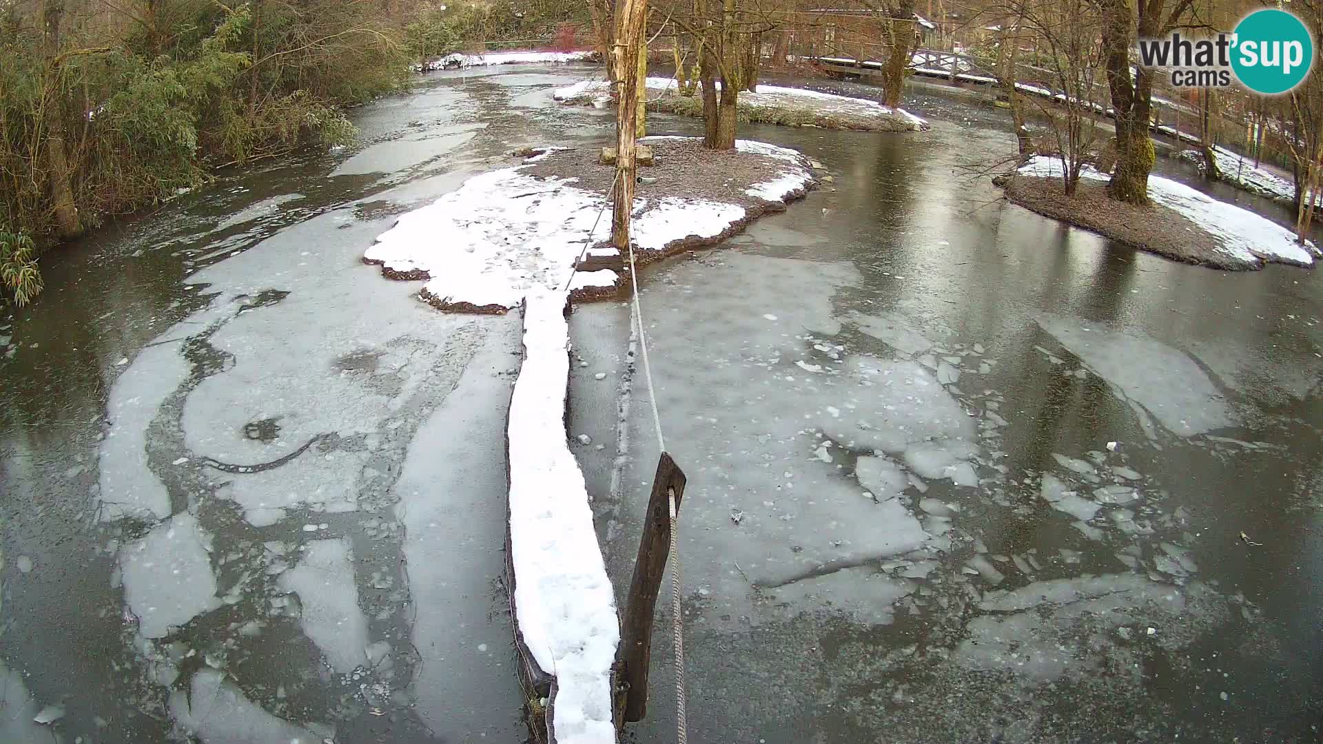 Navadni vari v živo – Ljubljana živalski vrt