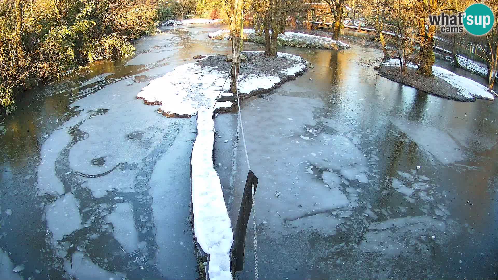 Vari noir et blanc – Ljubljana ZOO  livecam