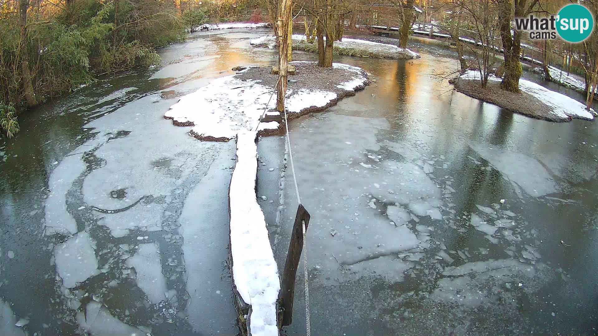 Navadni vari u živo – Ljubljana zoo