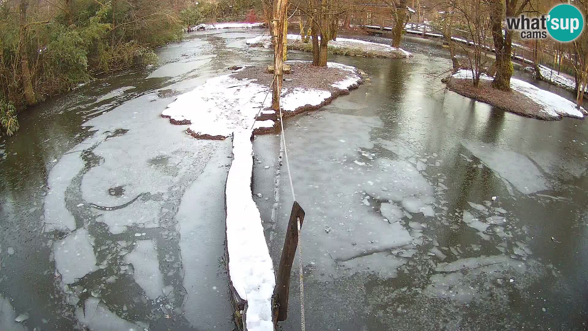 Vari noir et blanc – Ljubljana ZOO  livecam