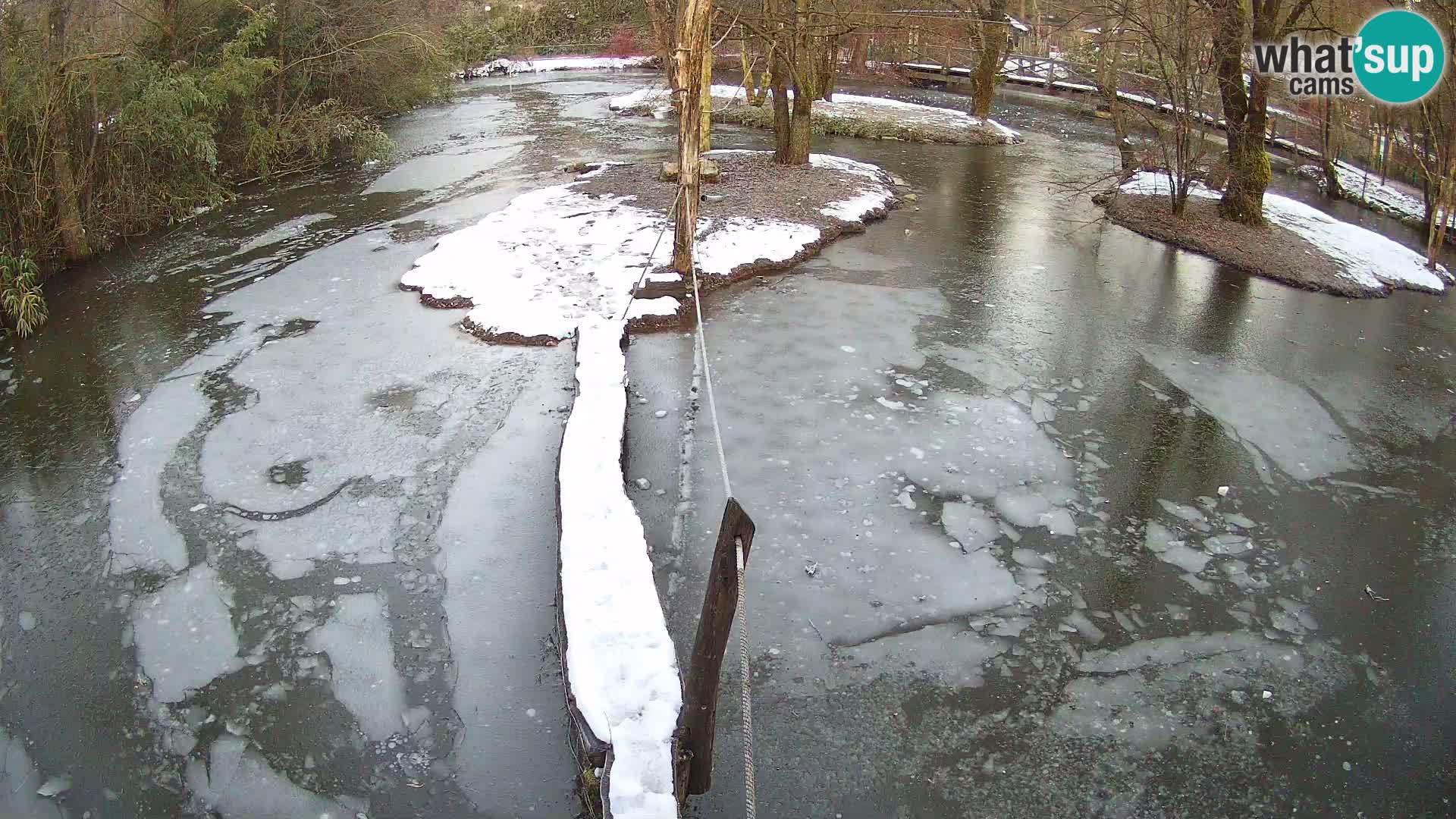 Lémur rufo blanco y negro – Ljubljana Zoo en vivo