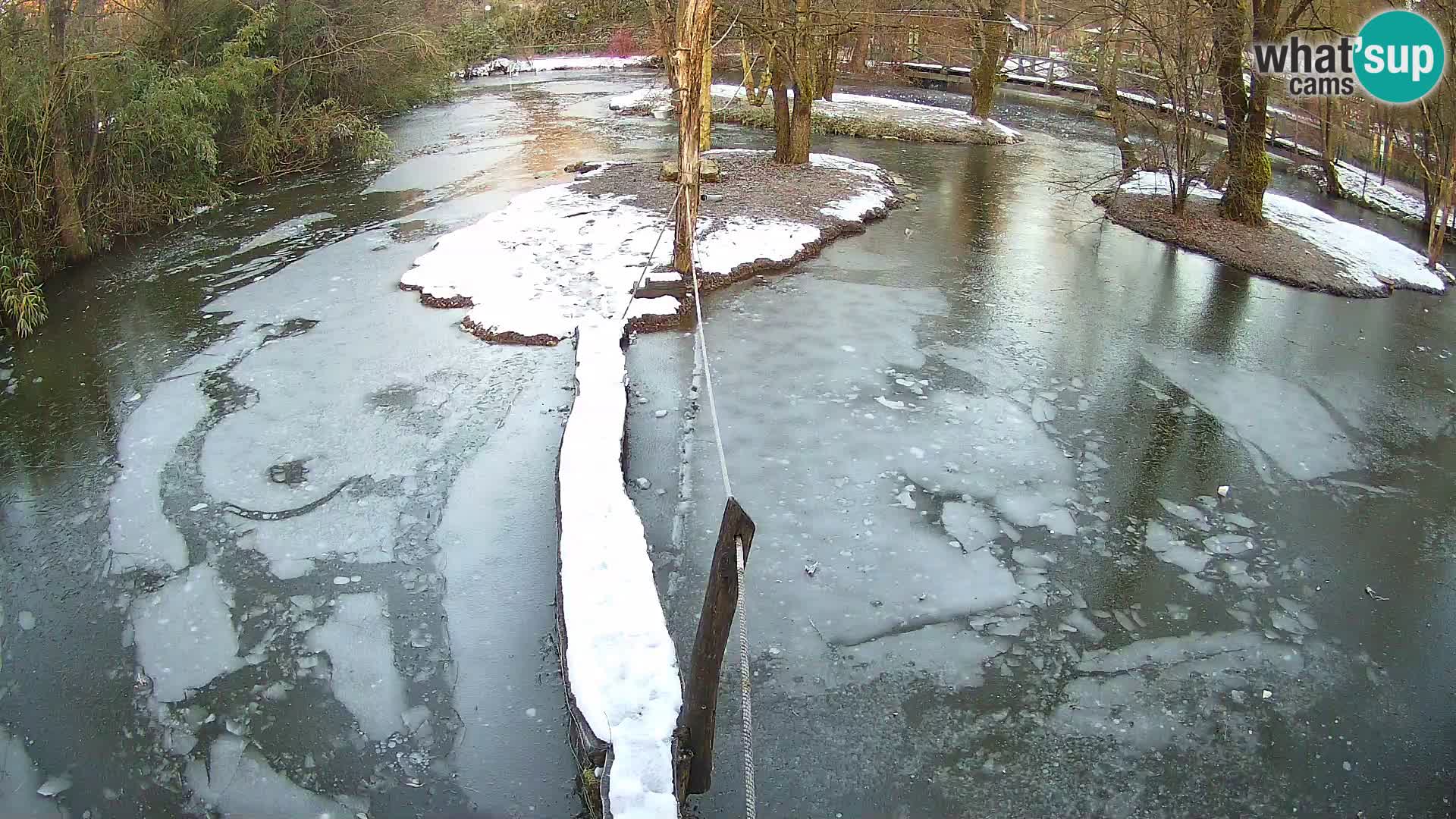 Lémur rufo blanco y negro – Ljubljana Zoo en vivo