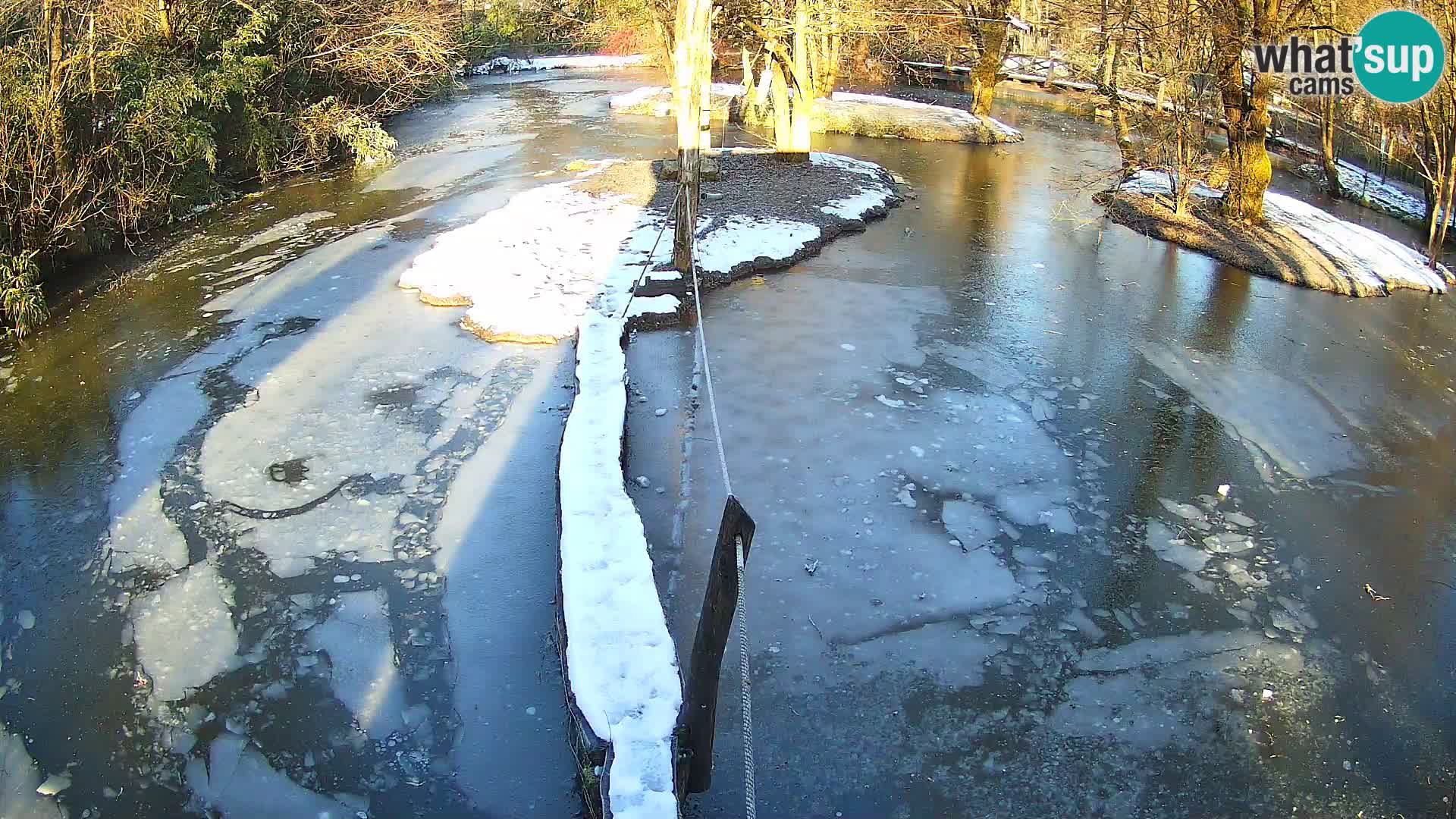 Vari noir et blanc – Ljubljana ZOO  livecam