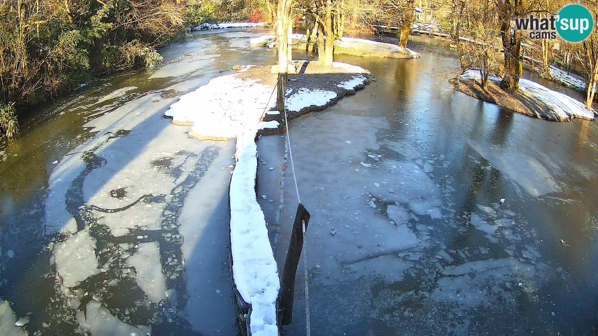 Vari noir et blanc – Ljubljana ZOO  livecam