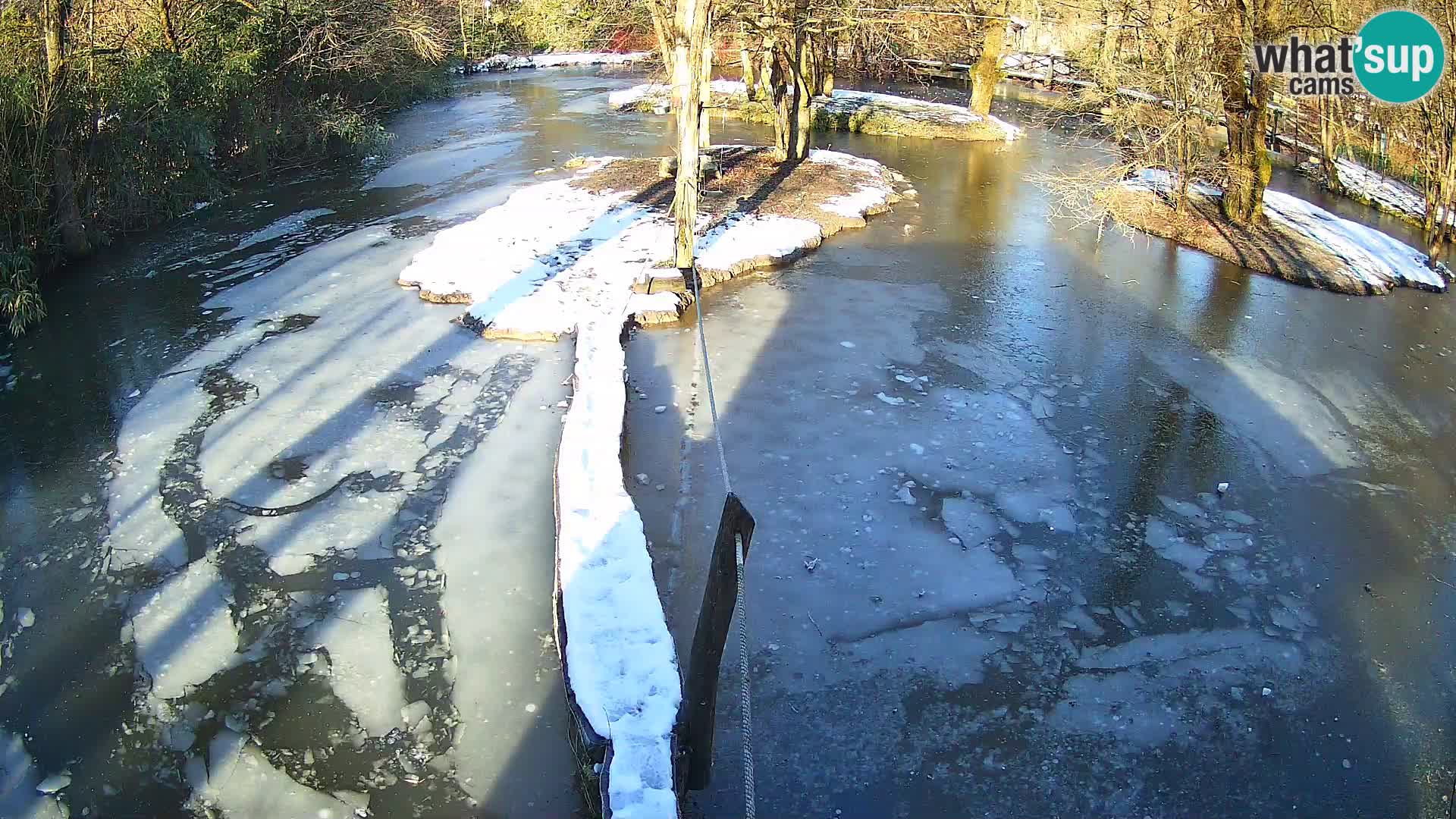 Vari noir et blanc – Ljubljana ZOO  livecam