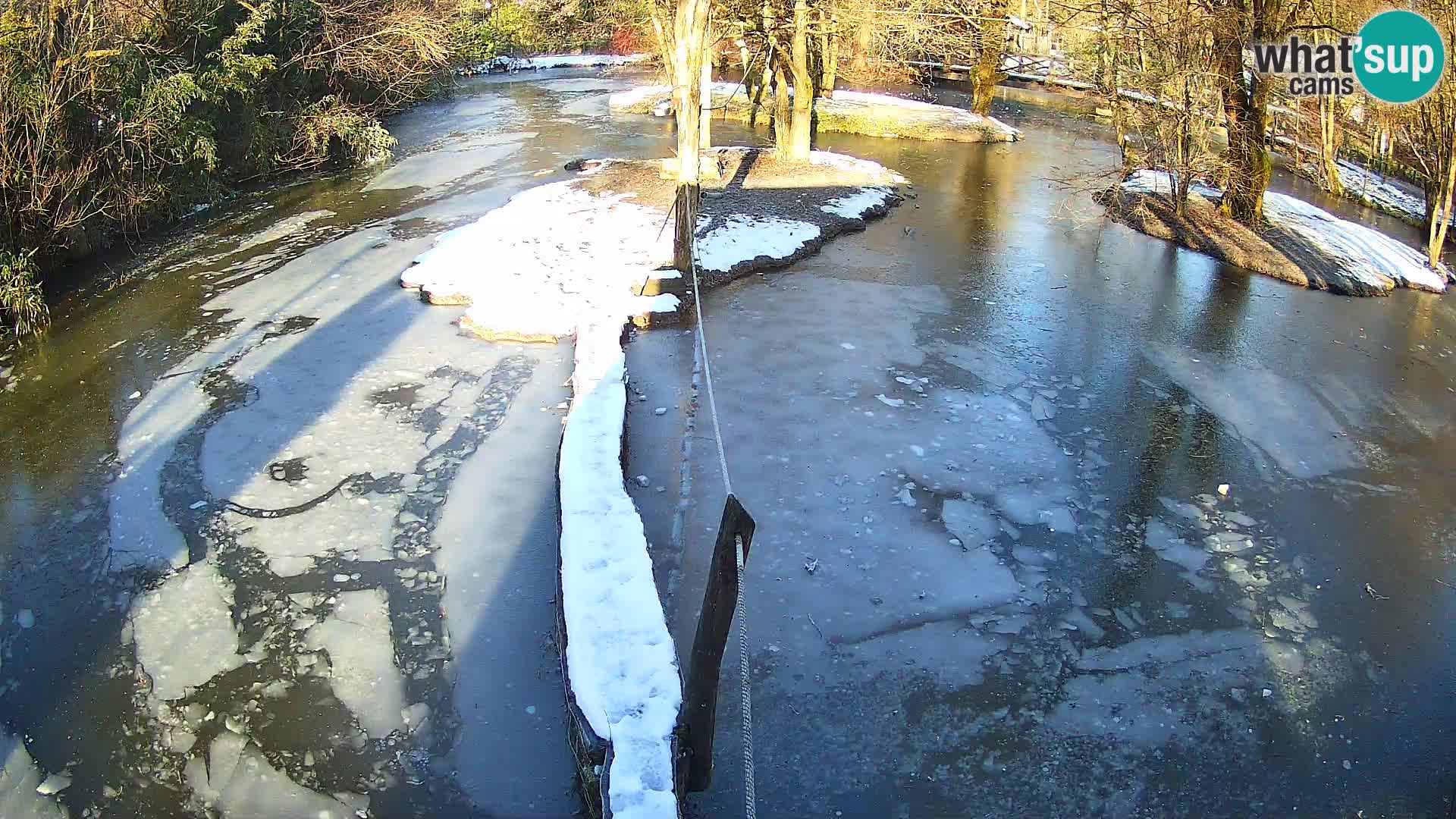 Lémur rufo blanco y negro – Ljubljana Zoo en vivo