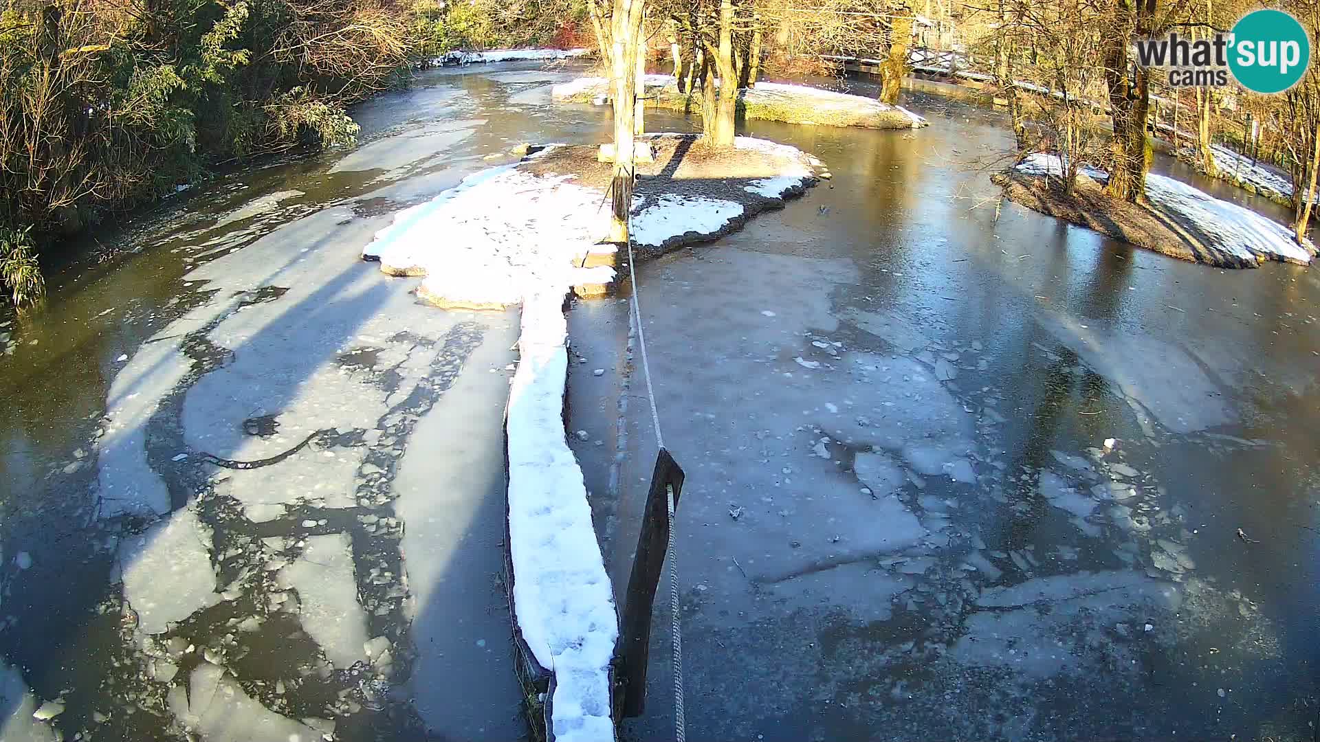 Vari noir et blanc – Ljubljana ZOO  livecam