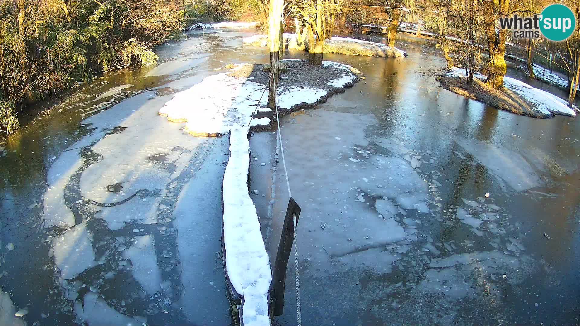 Vari noir et blanc – Ljubljana ZOO  livecam