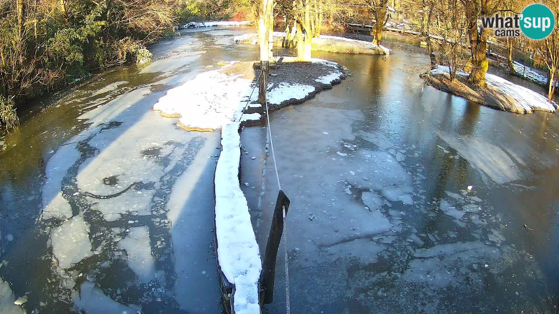 Navadni vari v živo – Ljubljana živalski vrt