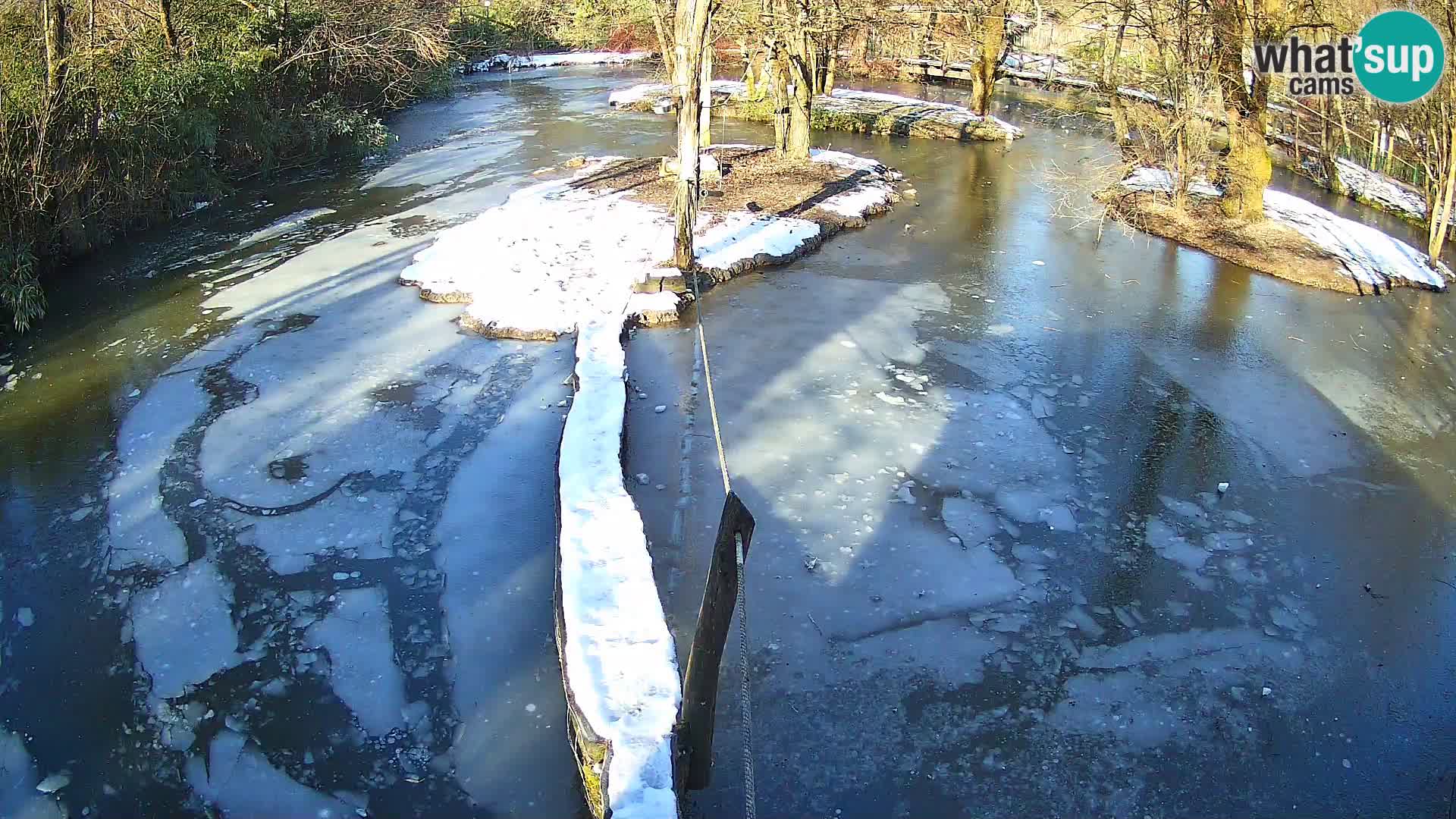 Vari bianconero Zoo Ljubljana webcam