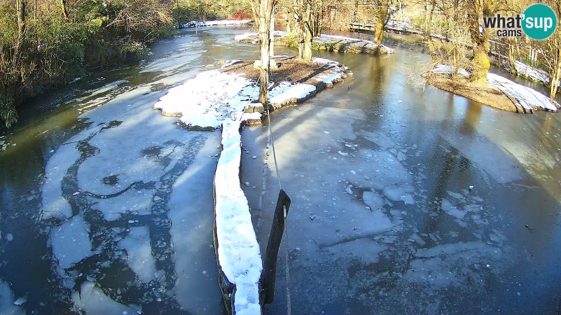 Vari noir et blanc – Ljubljana ZOO  livecam