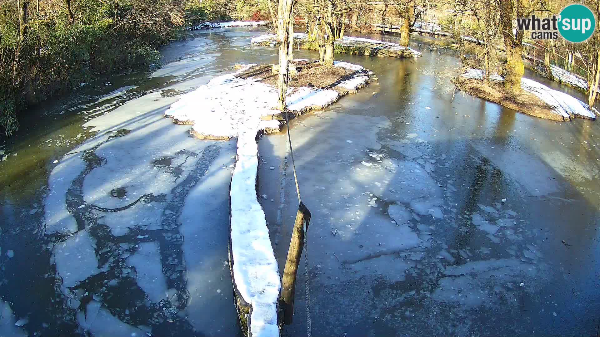 Vari noir et blanc – Ljubljana ZOO  livecam